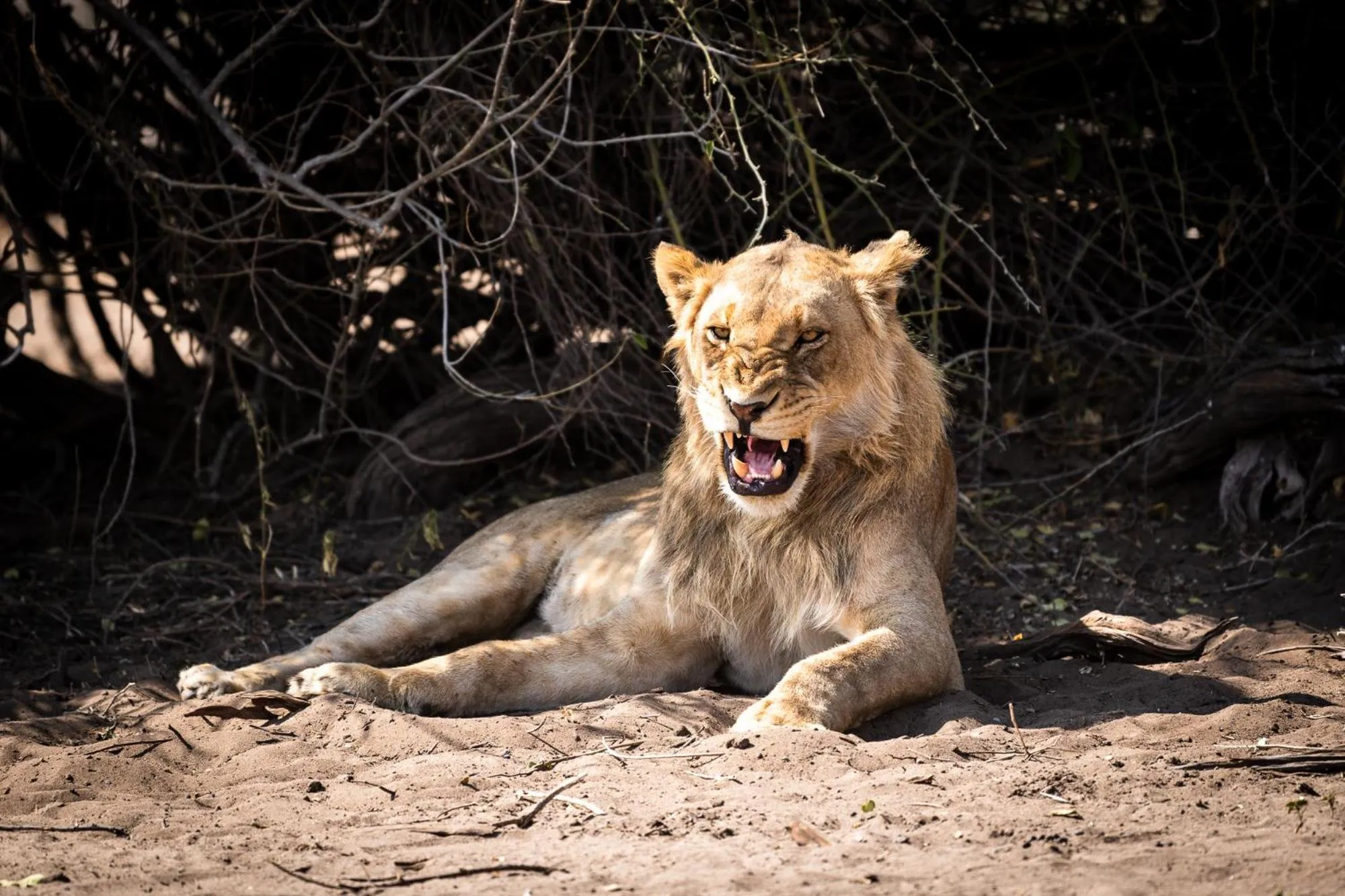 Animals in Chobe Water Villas