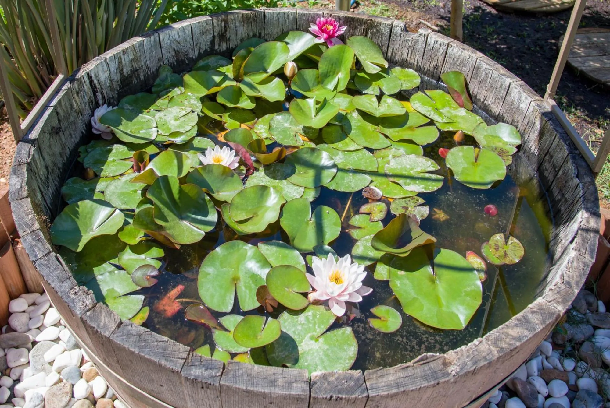 Garden in Stamatakis Boutique Studios