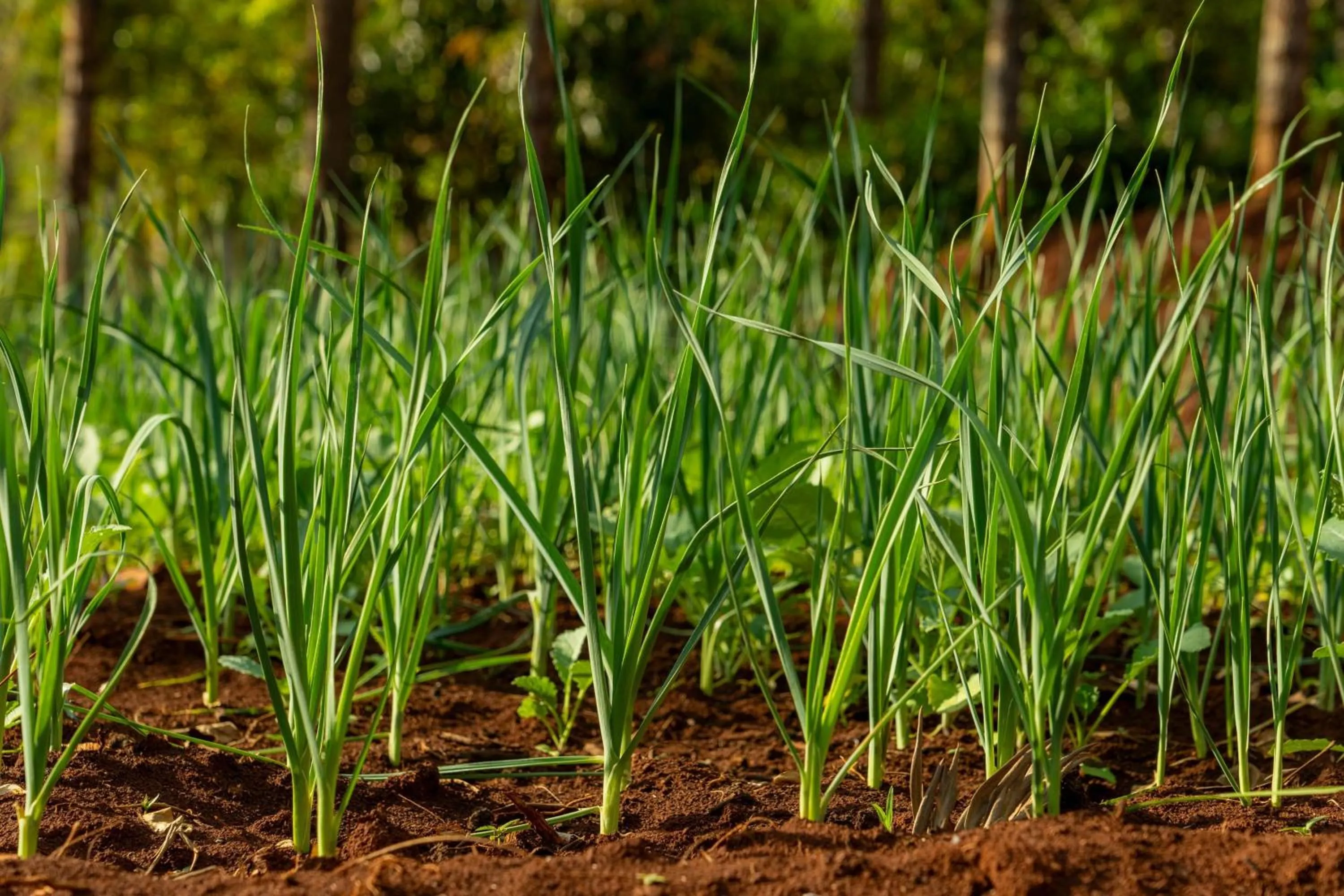 Restaurant/places to eat in Turaco Ngorongoro Valley, a Tribute Portfolio Lodge