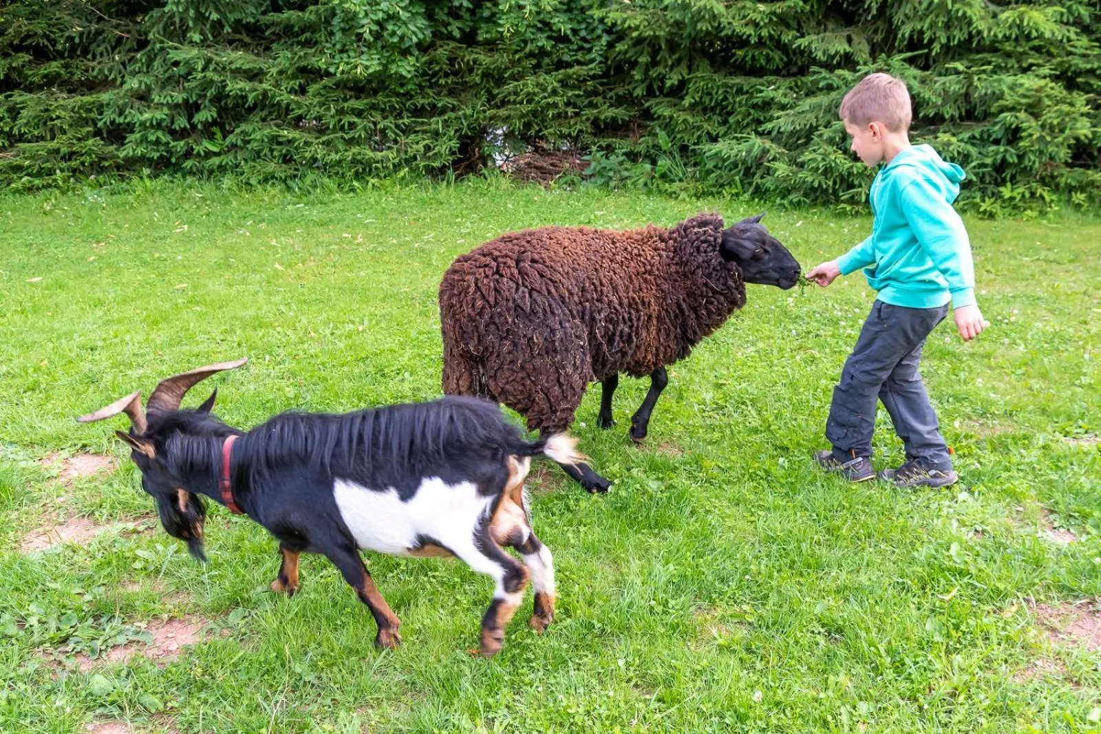 Animals in Penzion Vápenka