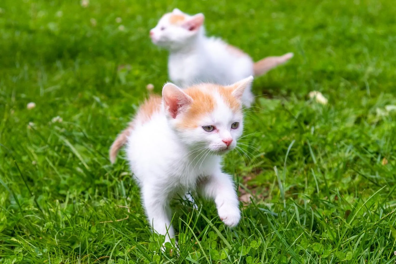 Pets in Penzion Vápenka