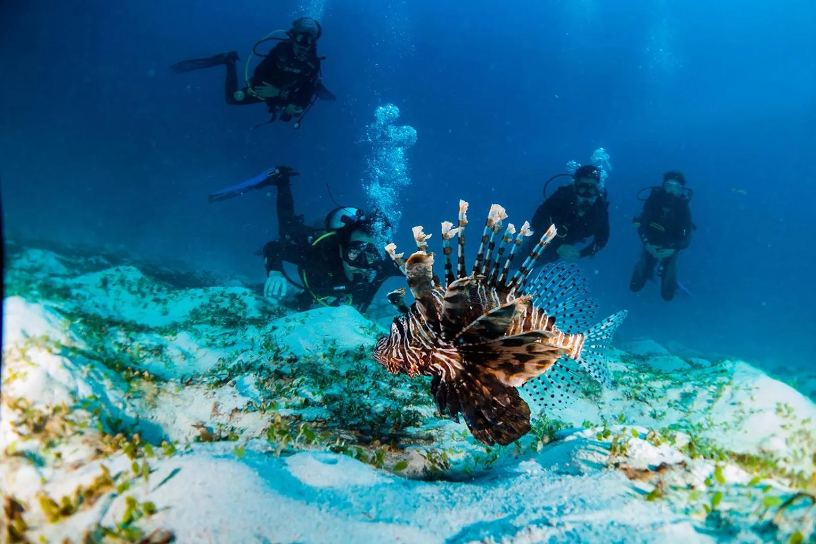 Diving in Sudamala Resort, Seraya, Flores