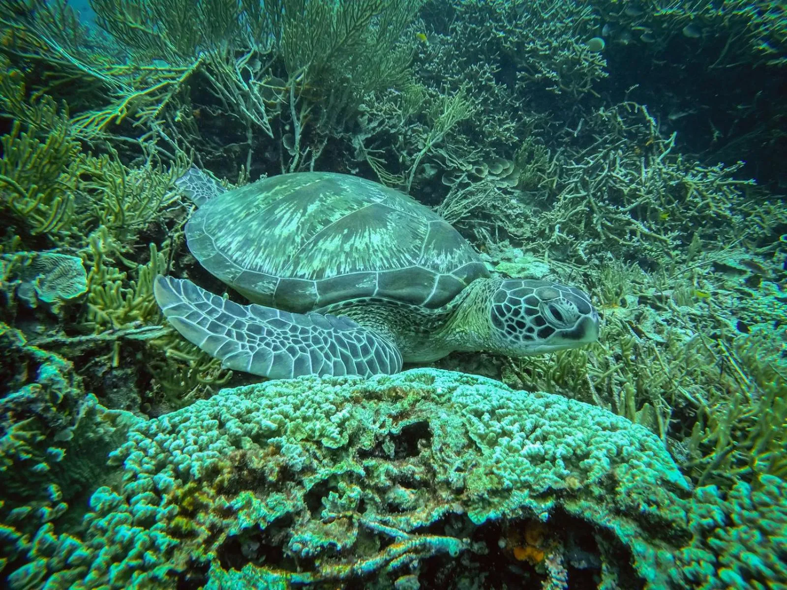 Diving in Sudamala Resort, Seraya, Flores