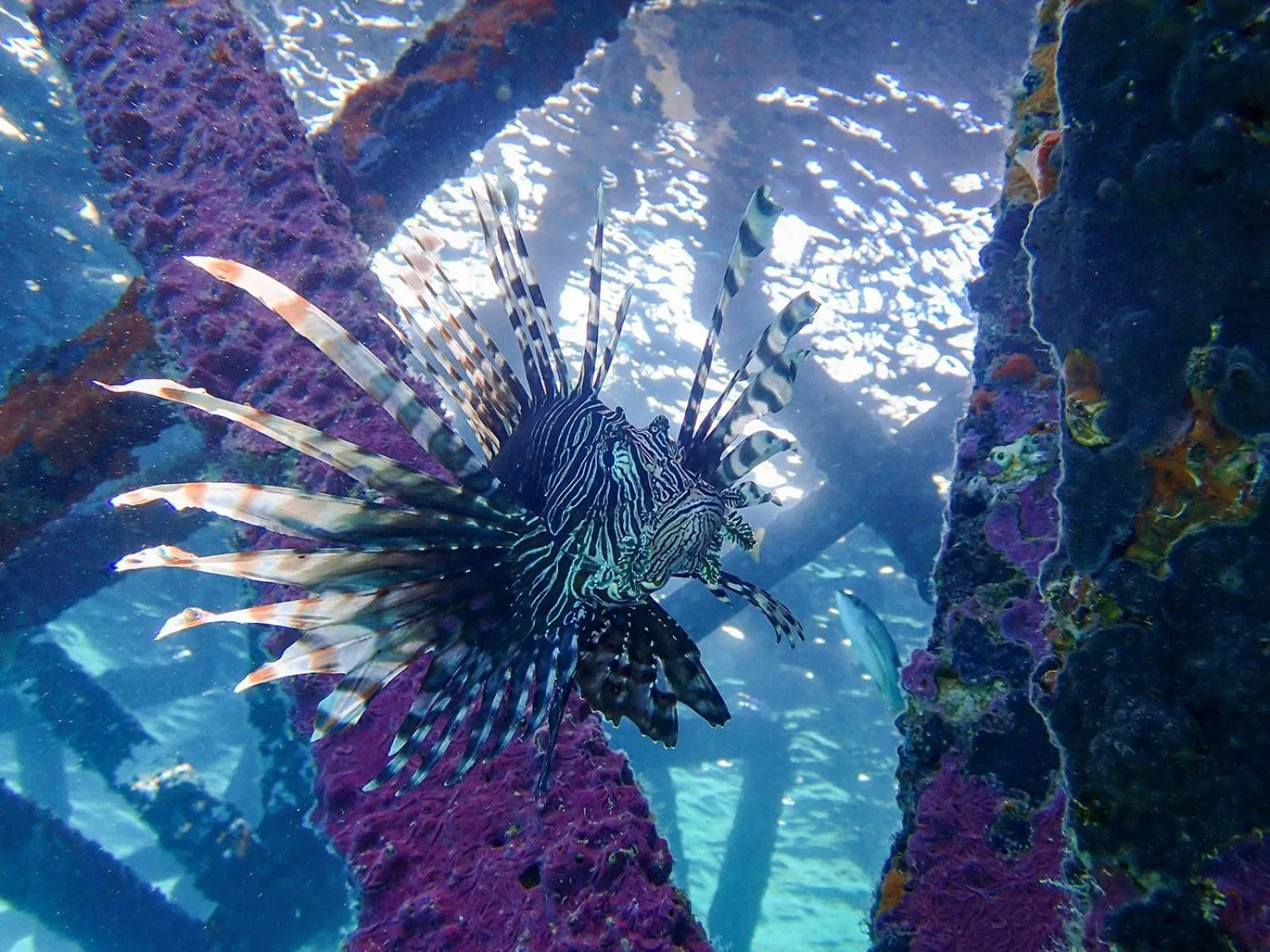 Diving in Sudamala Resort, Seraya, Flores