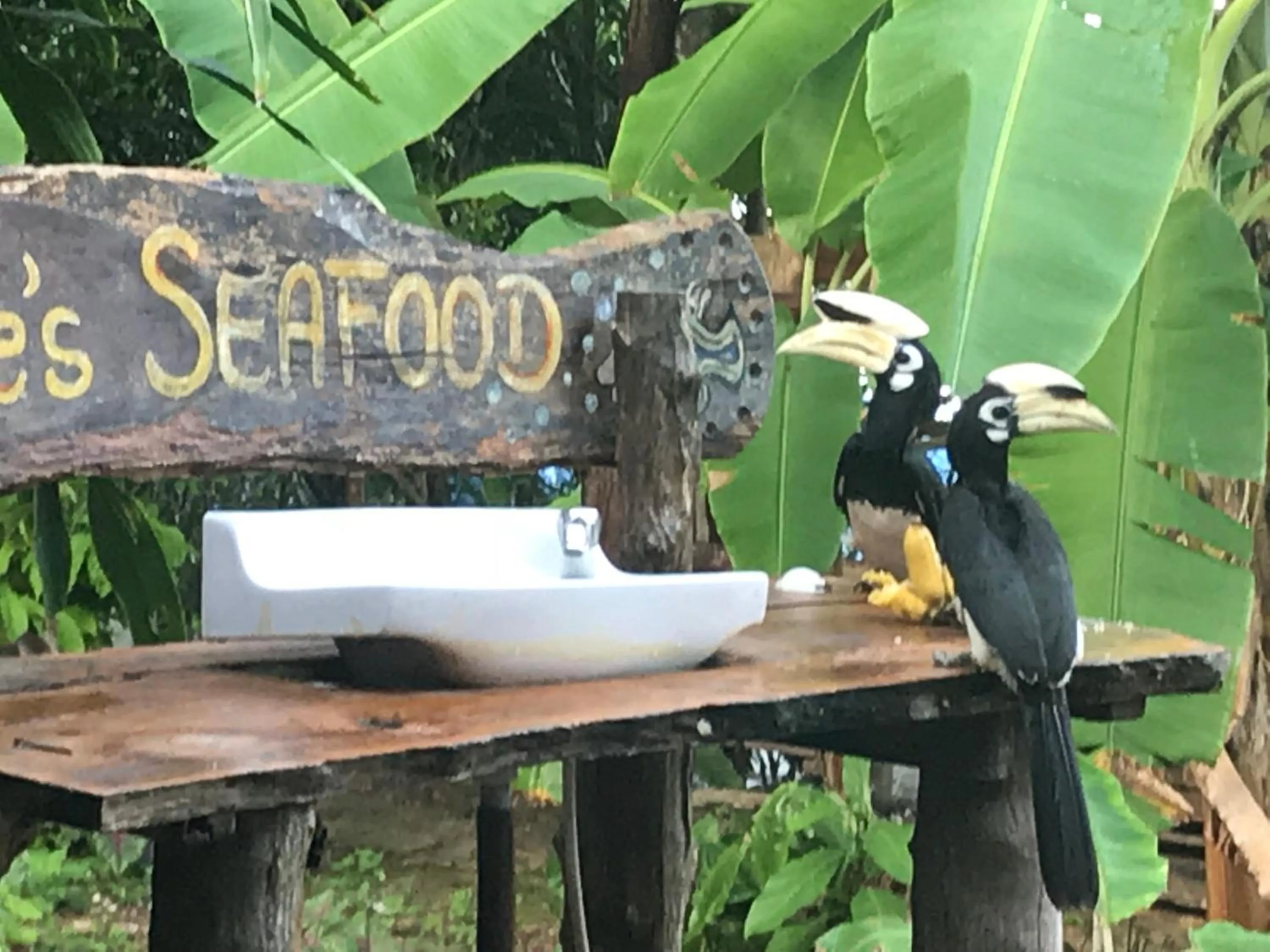 Other Animals in Koh Chang Resort