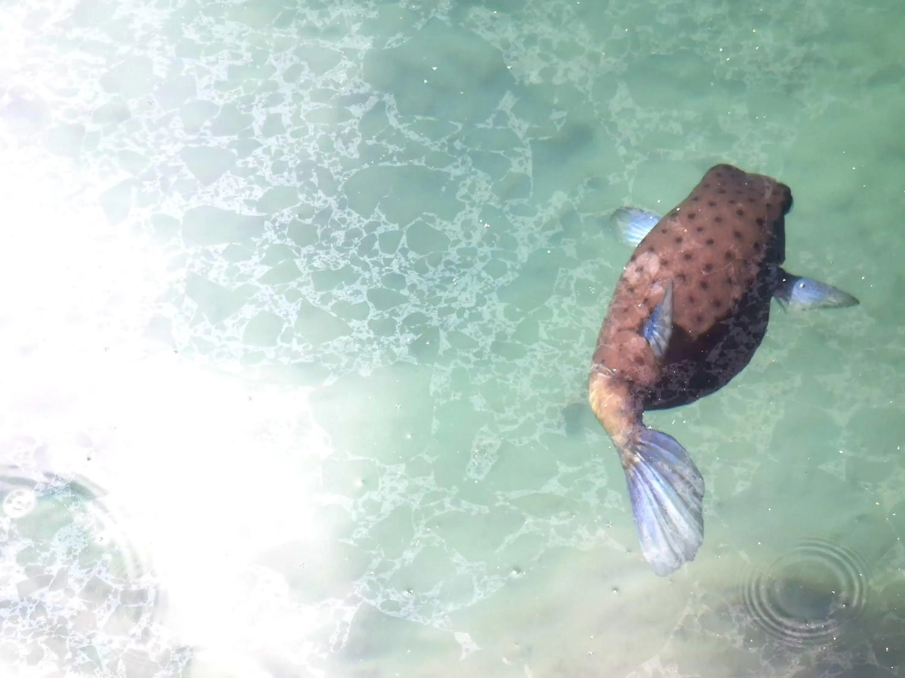 Snorkeling in Hôtel Fenua Mata'i'oa