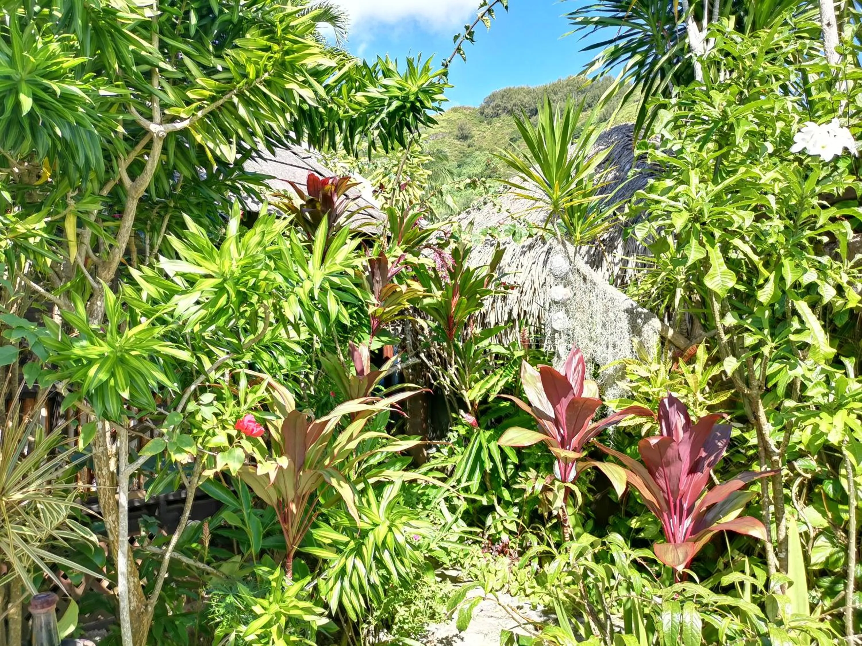 Garden in Hôtel Fenua Mata'i'oa