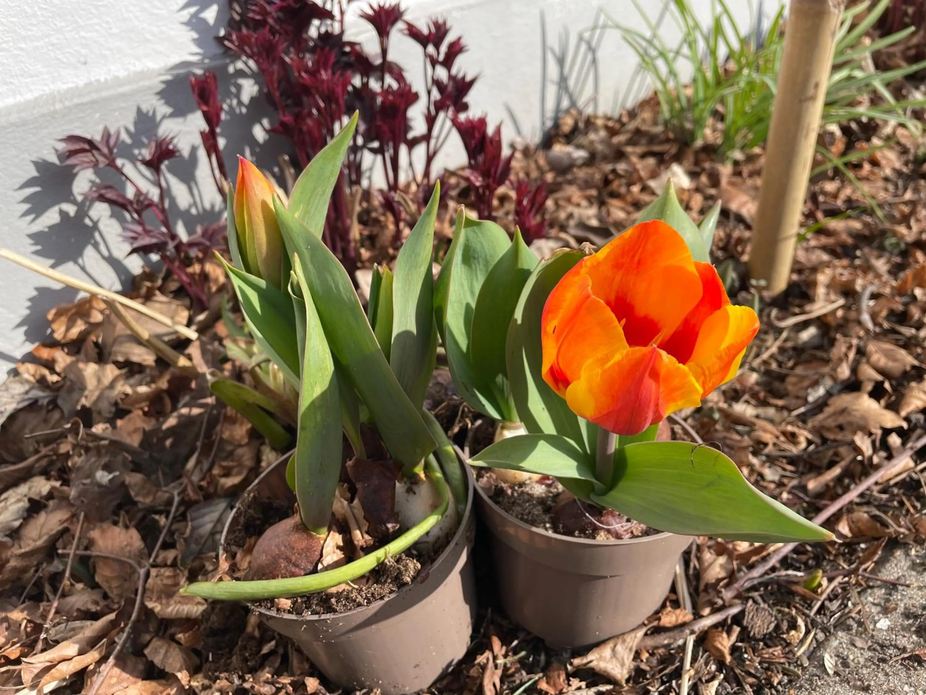 Patio in Helts B&B - Helts Guesthouse