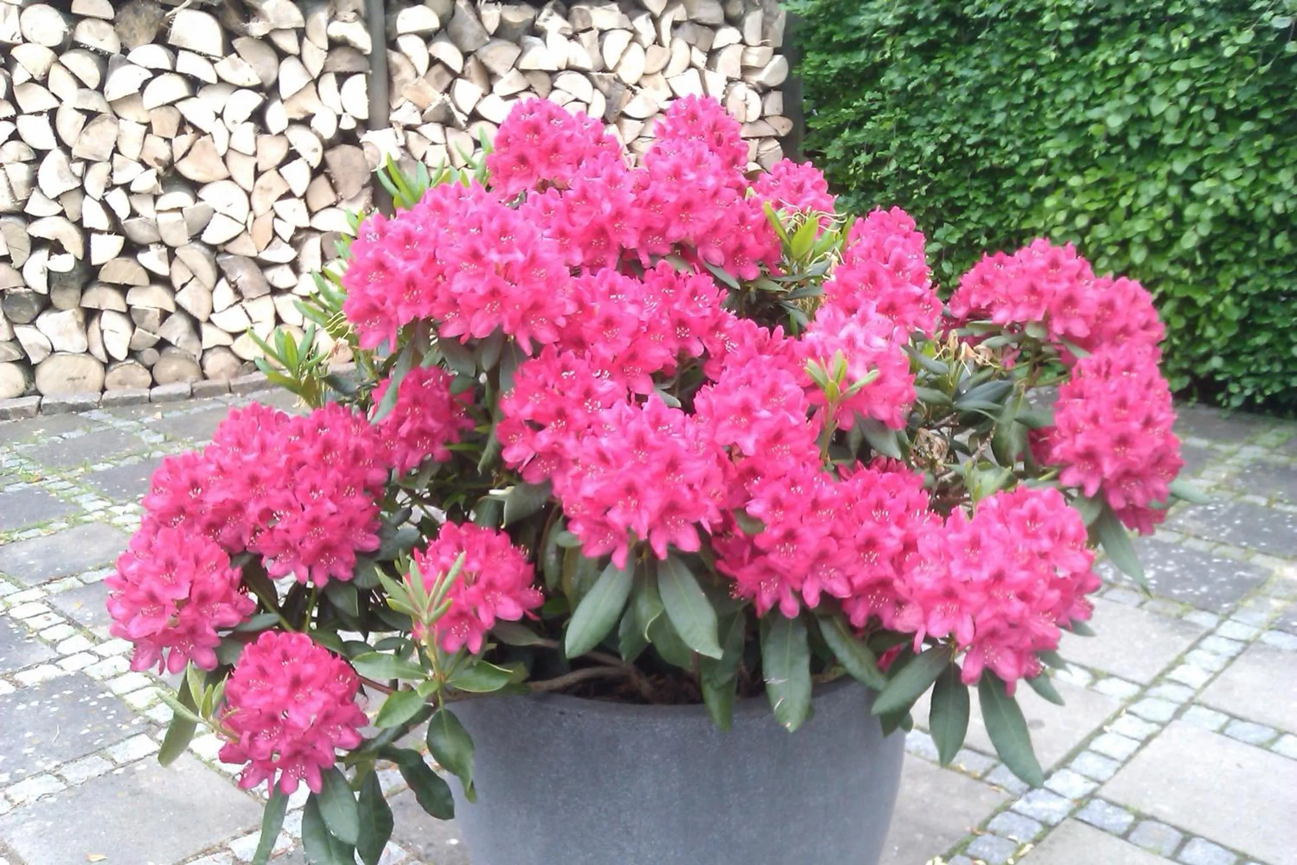 Decorative detail in Helts B&B - Helts Guesthouse