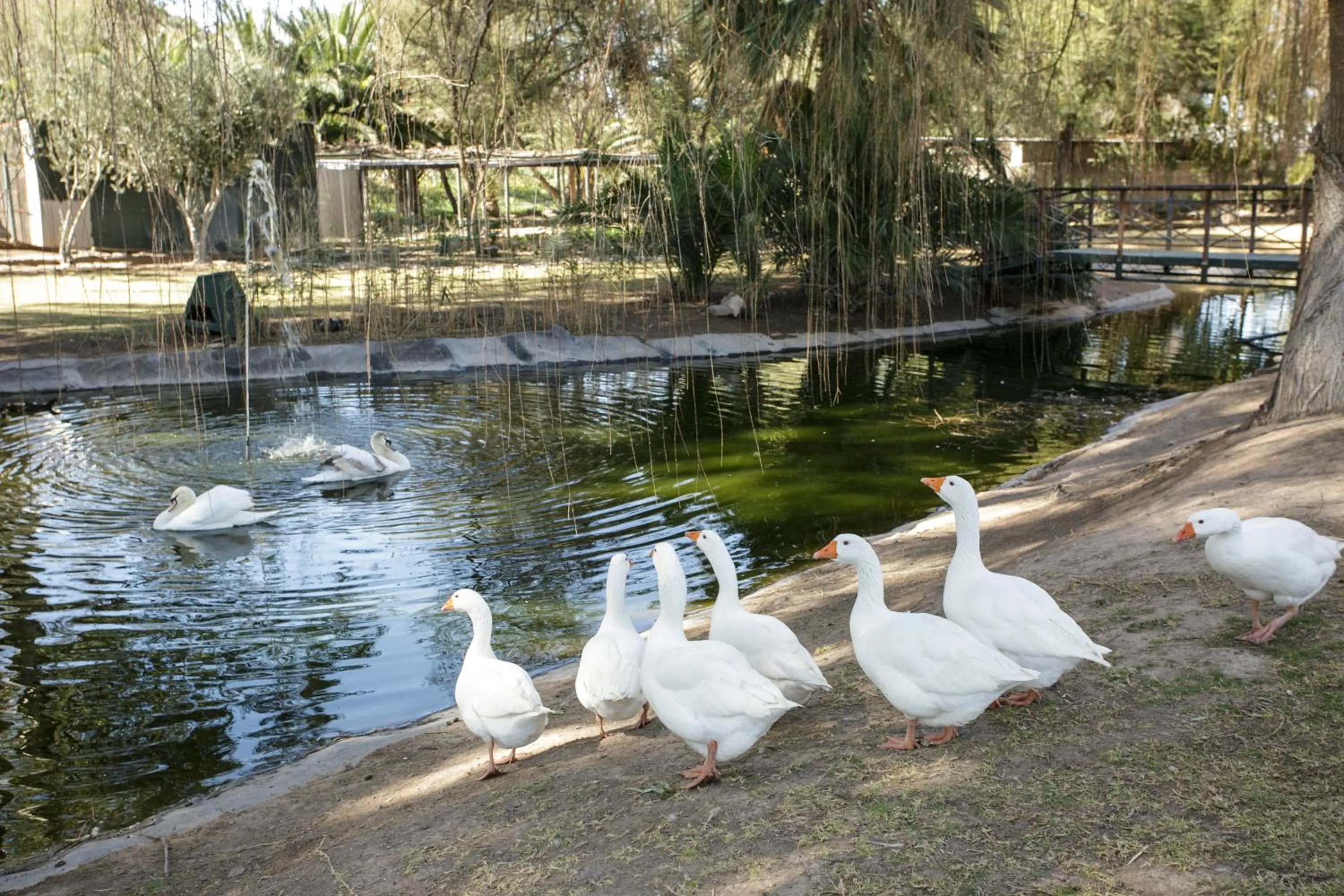 Animals in Beaufort Manor Country Lodge