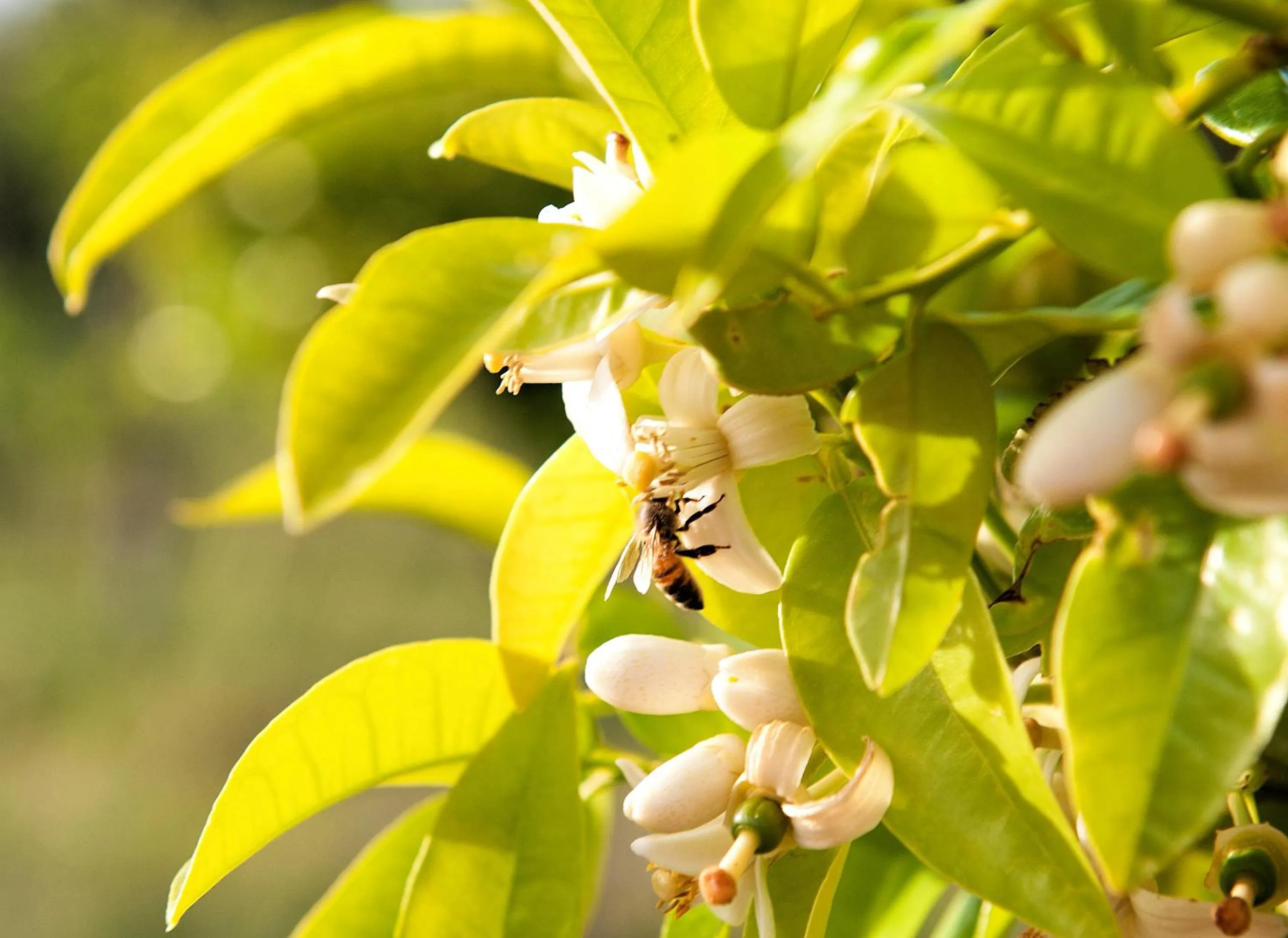 Other in Masseria Della Volpe