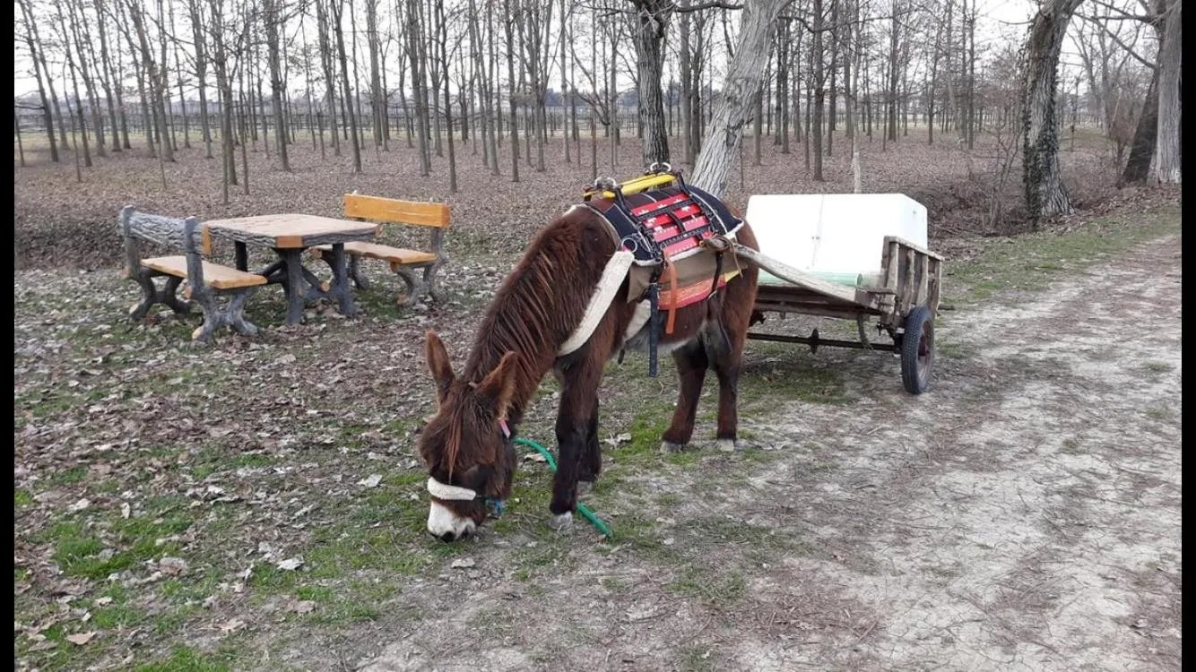 Activities in Hotel del Rio Srl - RISTORANTE e Azienda agricola