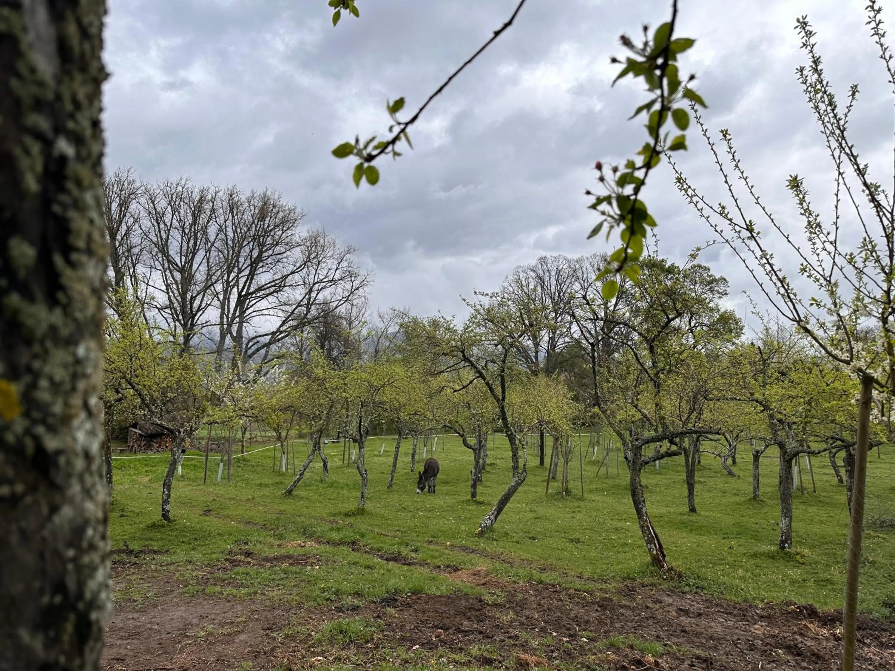 Animals in Pazo da Pena Manzaneda