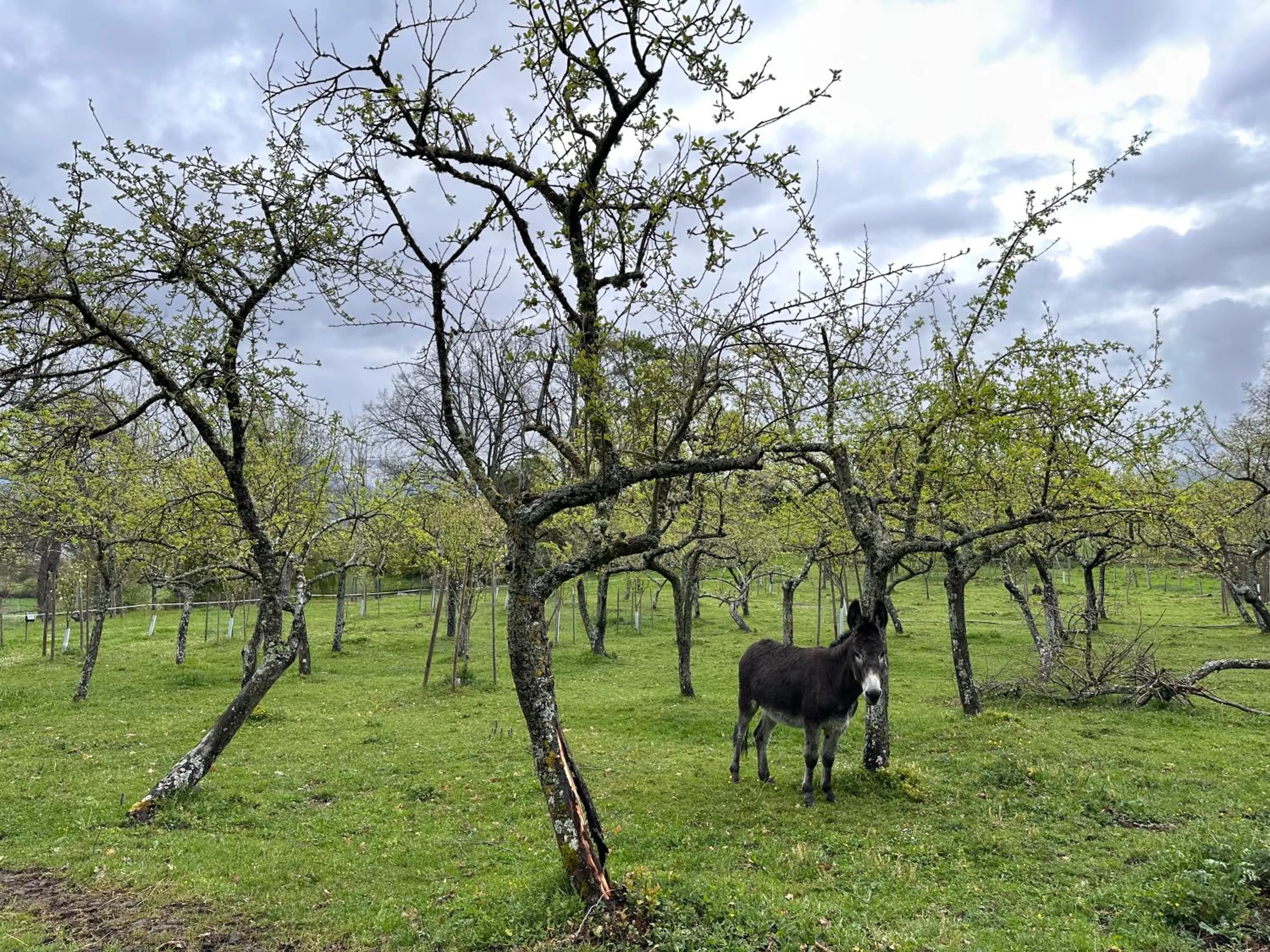 Animals in Pazo da Pena Manzaneda