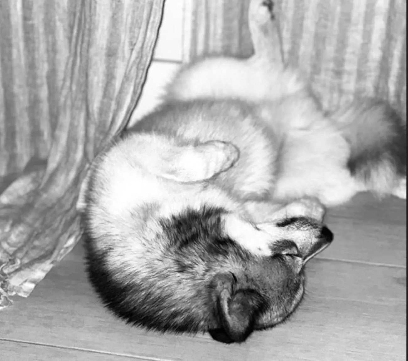 Pets in HOTEL PREMIERE CLASSE Rouen Sud Oissel