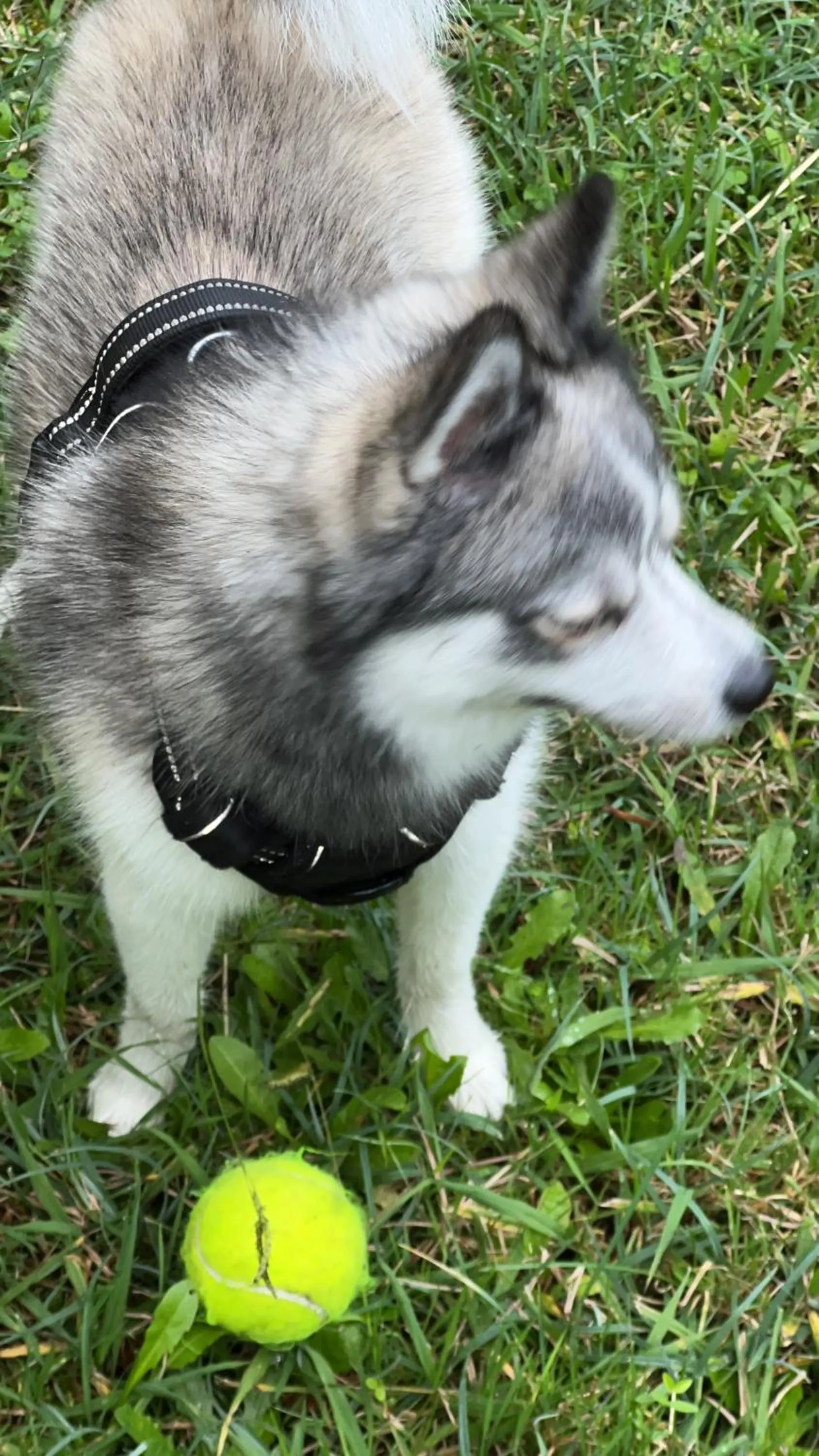 Pets in HOTEL PREMIERE CLASSE Rouen Sud Oissel