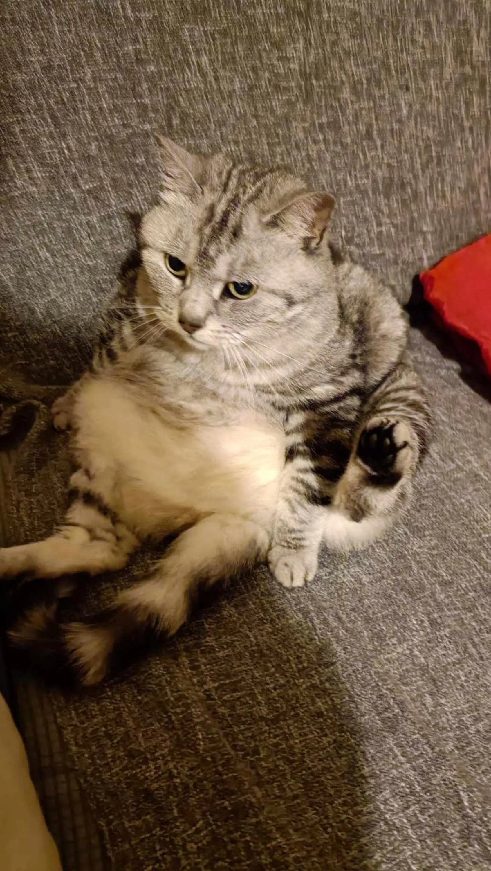 Pets in HOTEL PREMIERE CLASSE Rouen Sud Oissel