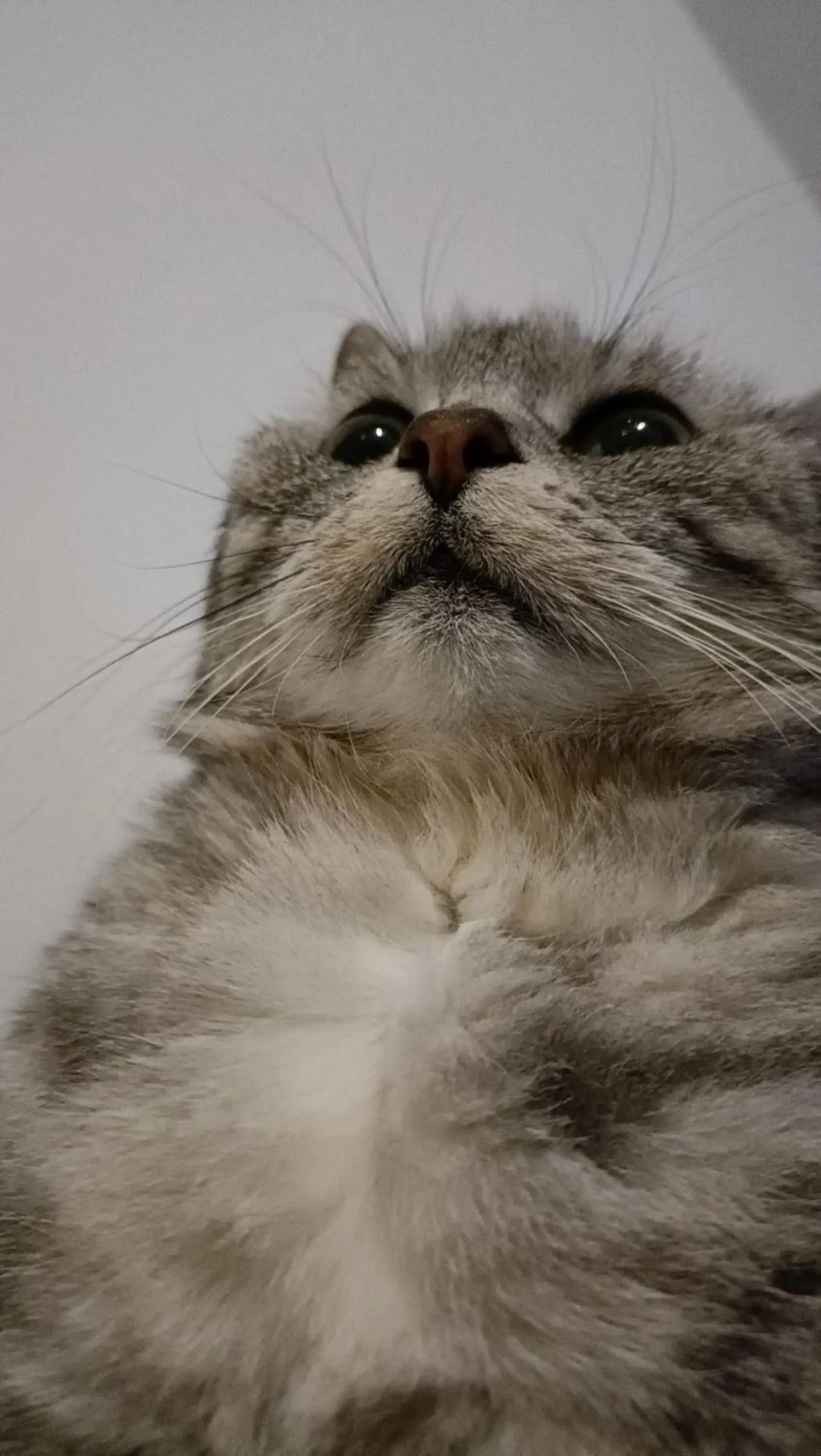 Pets in HOTEL PREMIERE CLASSE Rouen Sud Oissel