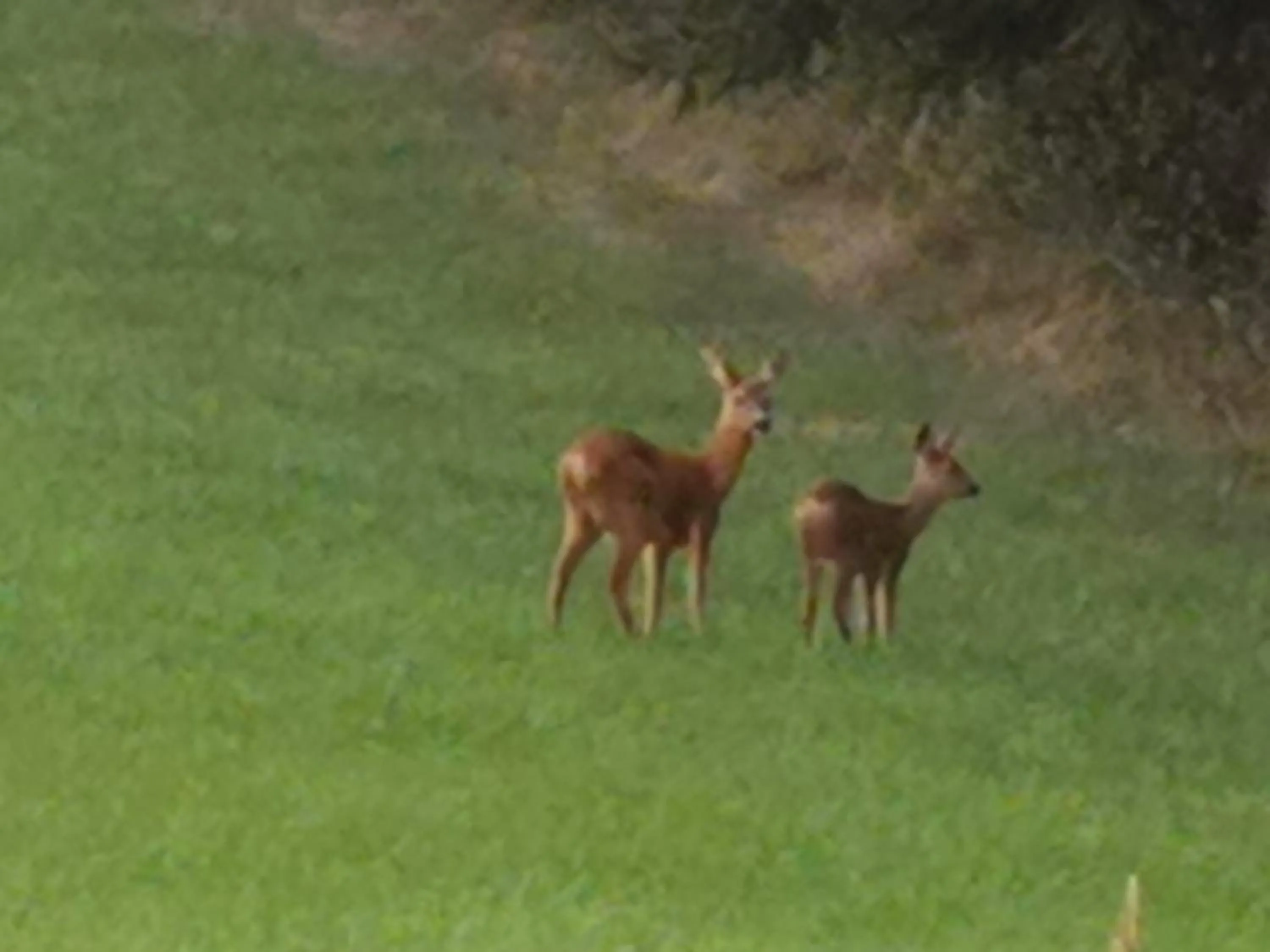 Animals in Hennetaler Hof