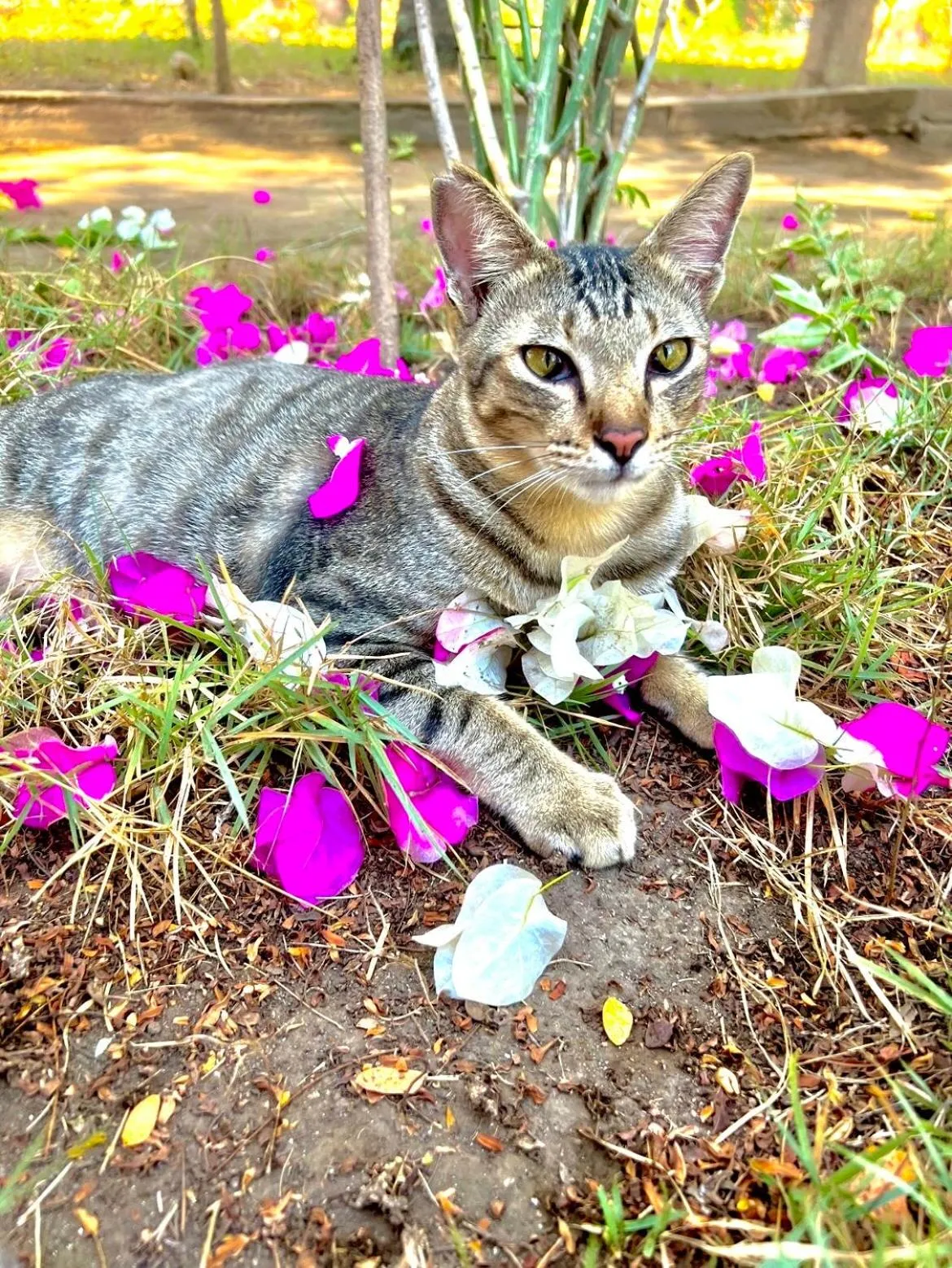 Pets in Villa Bulan Madu Gili Air