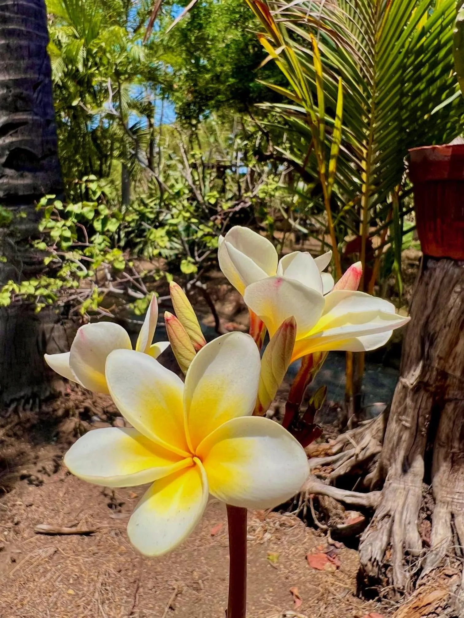 Garden in Villa Bulan Madu Gili Air