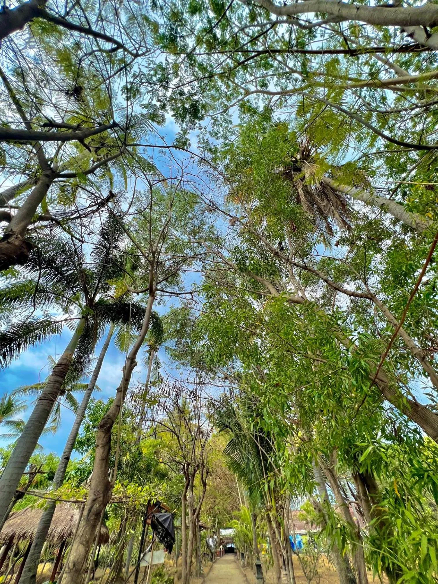 Garden in Villa Bulan Madu Gili Air