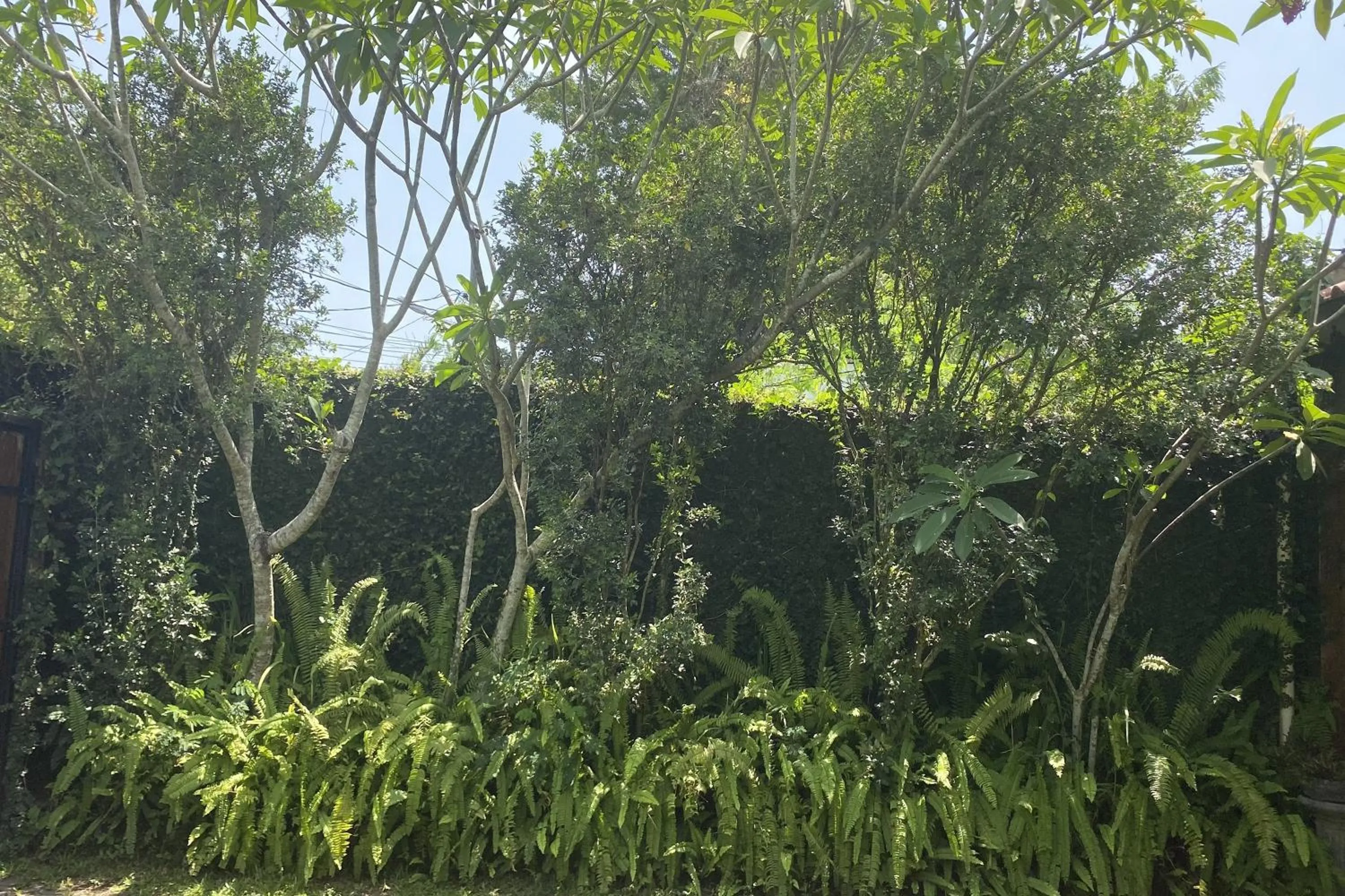 Garden in Villa Baliantoro Yogyakarta