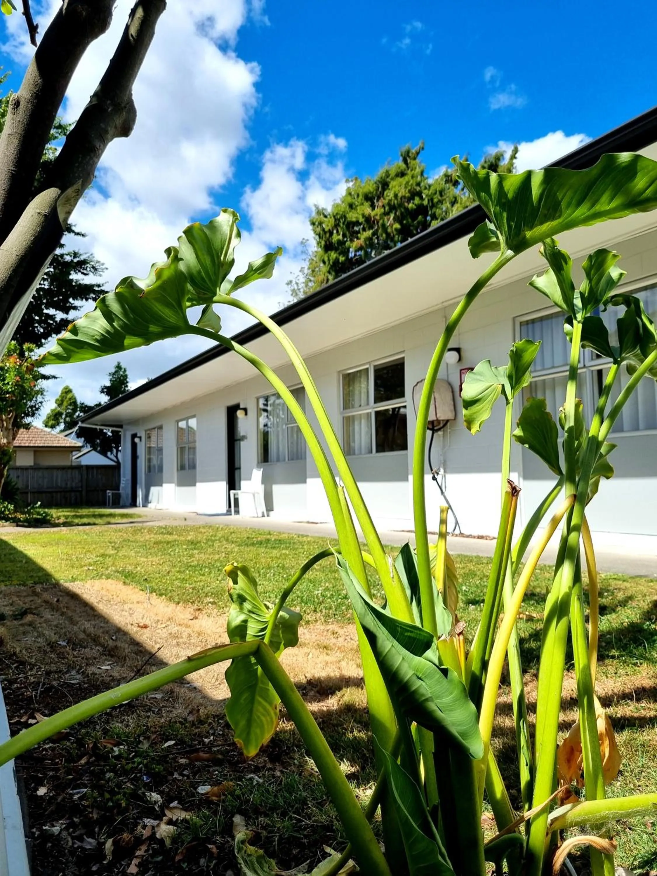 Property building in Cedar Lodge Motel Hamilton