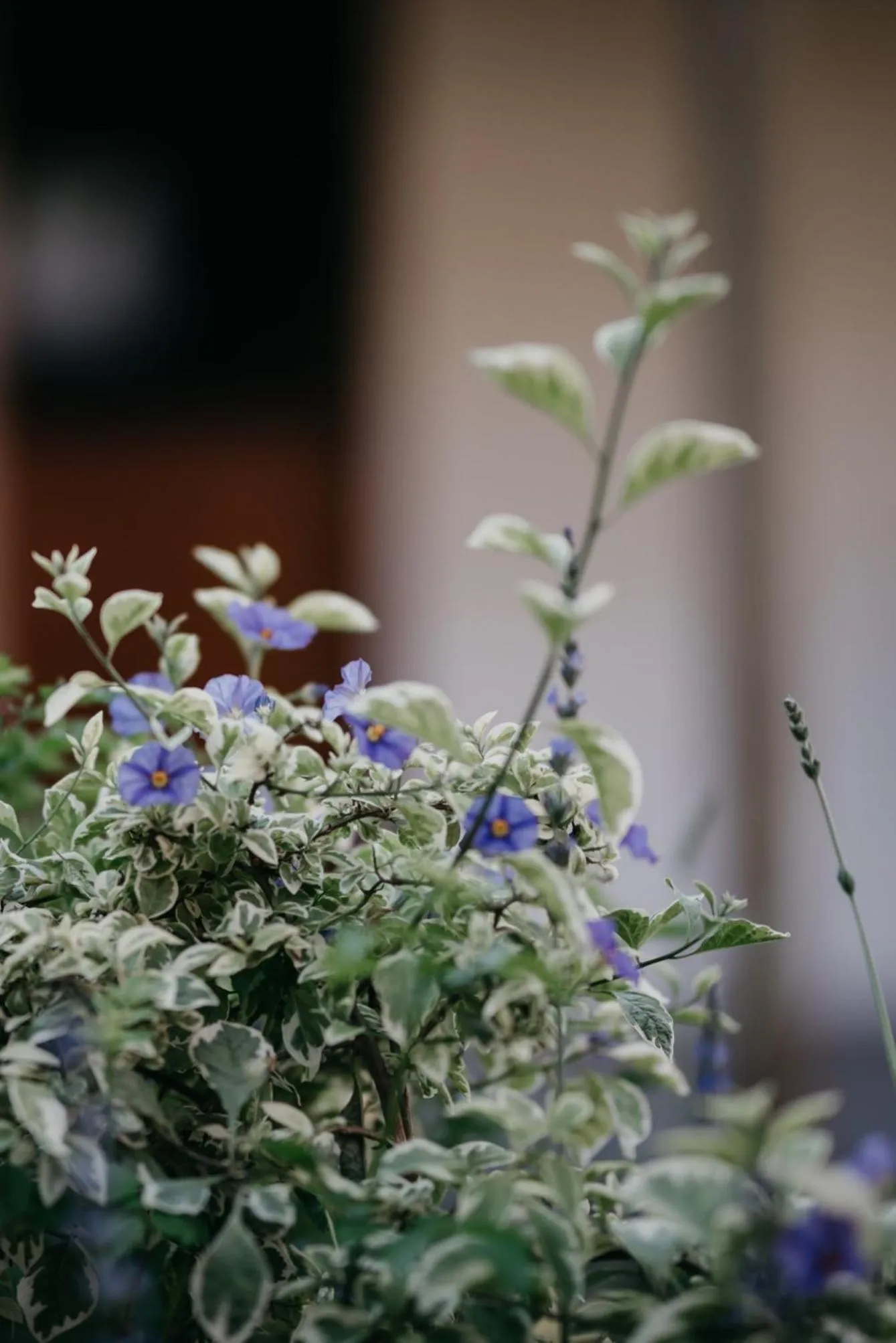 Spring in The Village Lodge