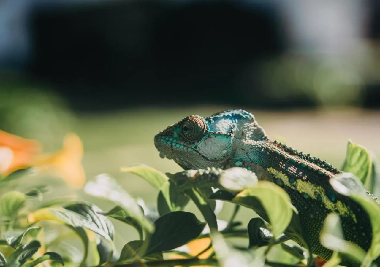 Animals in The Village Lodge