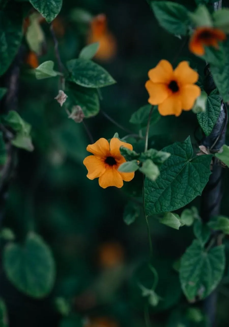 Garden in The Village Lodge