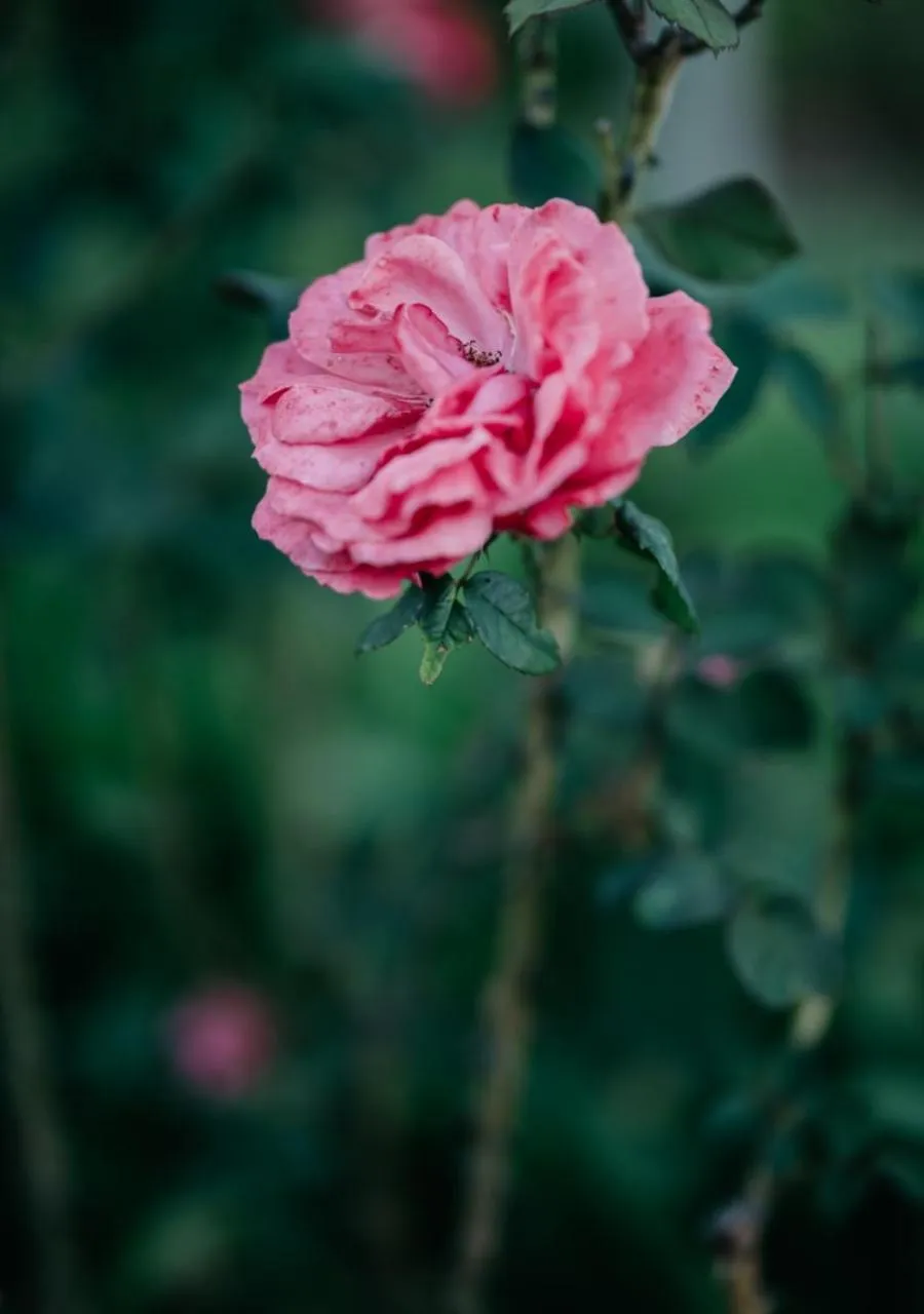 Garden in The Village Lodge