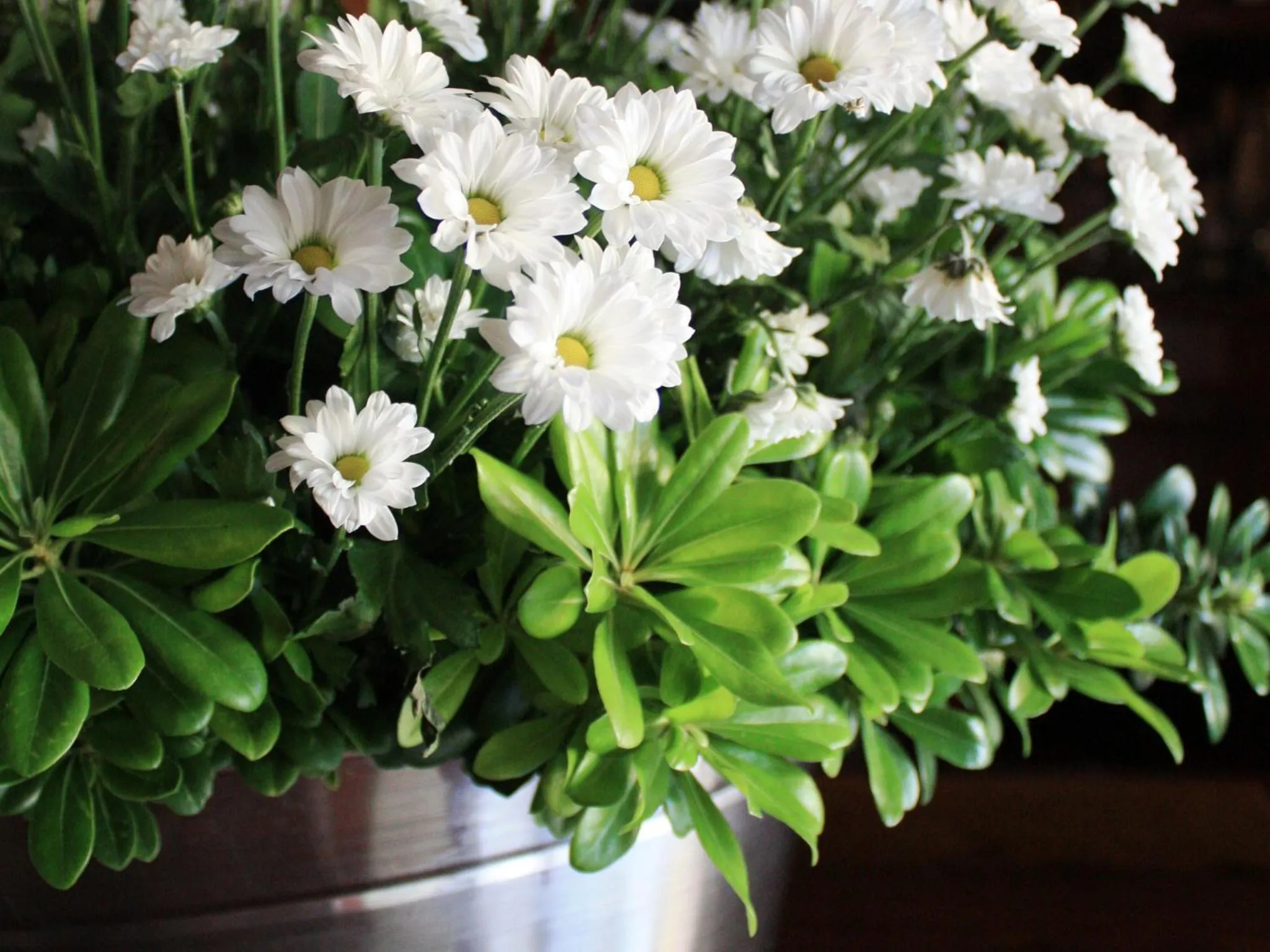 Decorative detail in Hotel La Primula