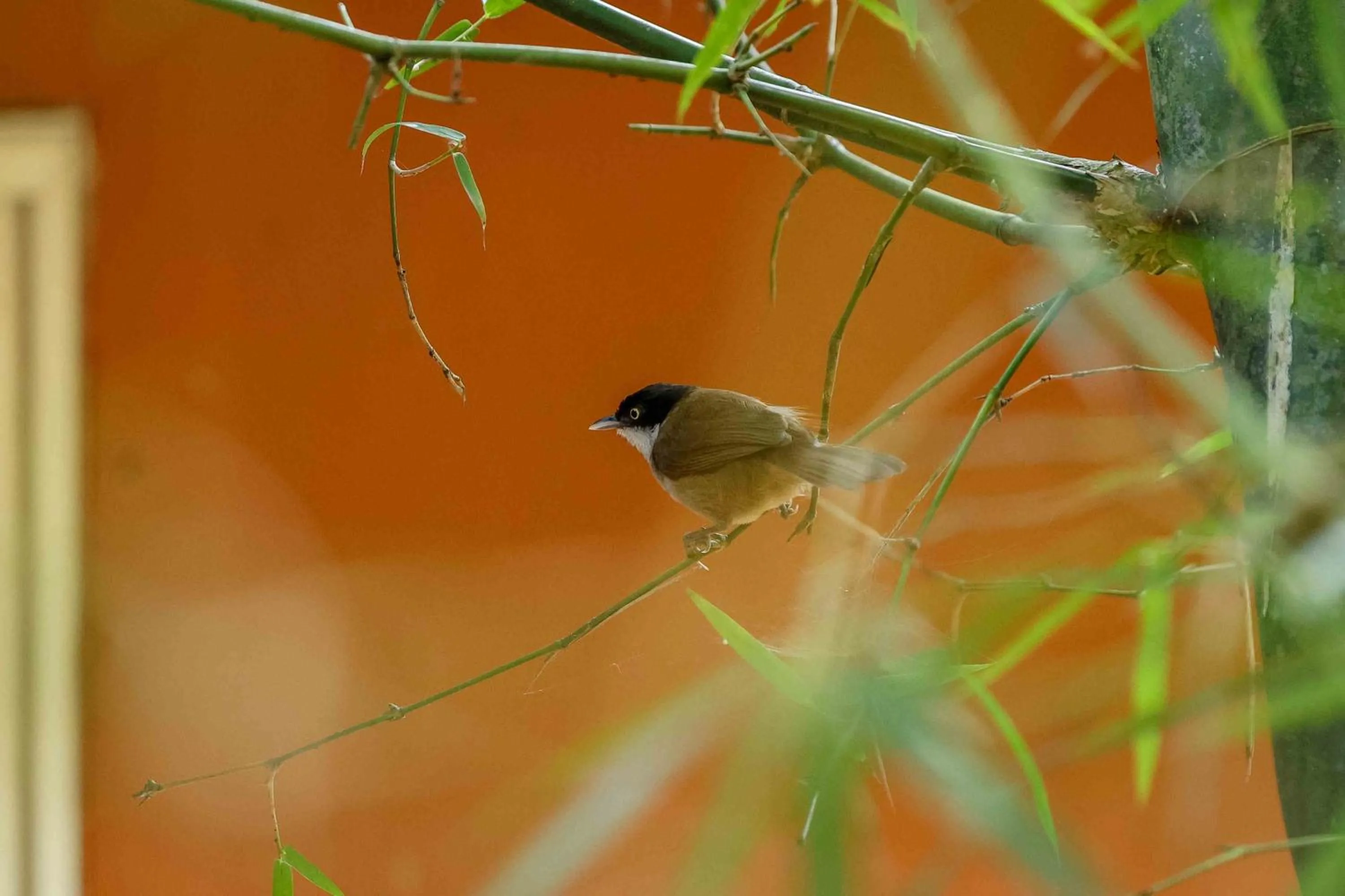 Spring in Lakkidi Village Resort Wayanad