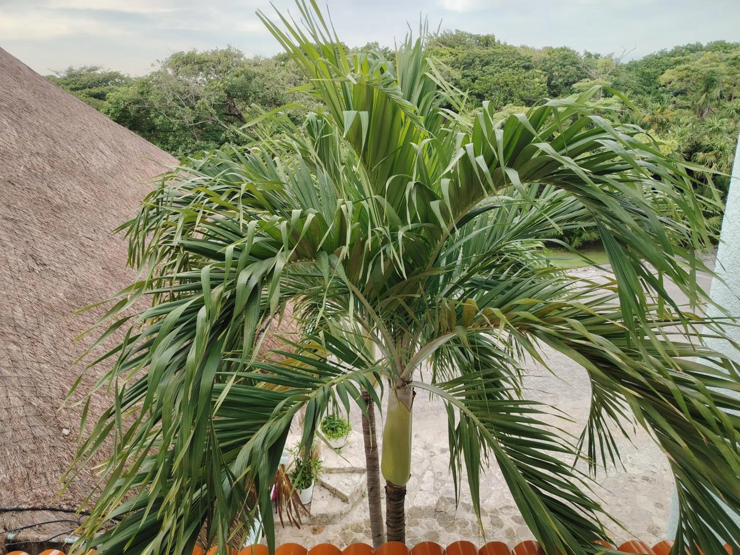 View (from property/room) in SUNSET FISHERMEN BEACH & SPA RESORT-Optional All Inclusive- Room 344A-344B-Playacar, Phase 1