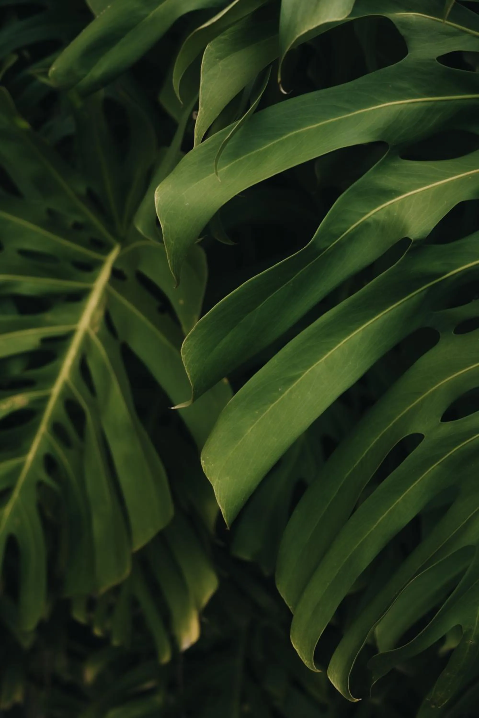 Garden in Casa Mar Paraty