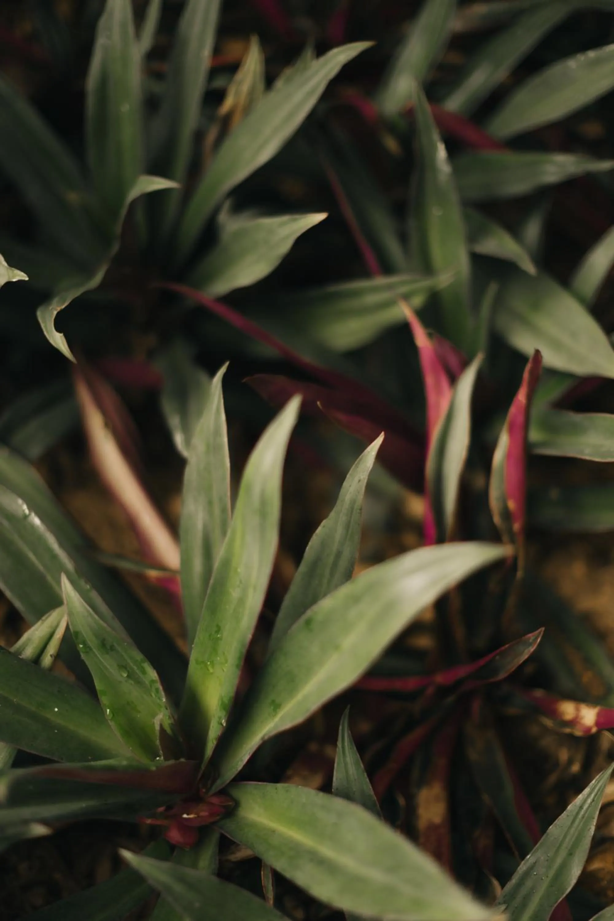 Garden in Casa Mar Paraty