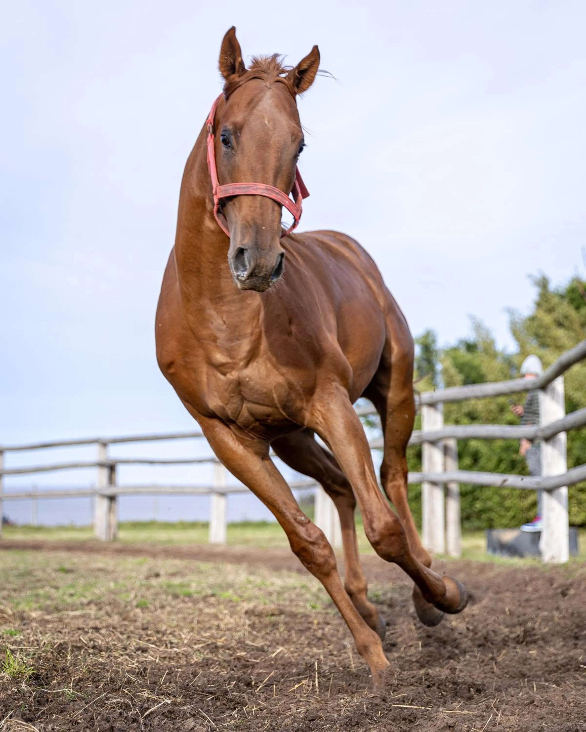 Animals in La Baguala