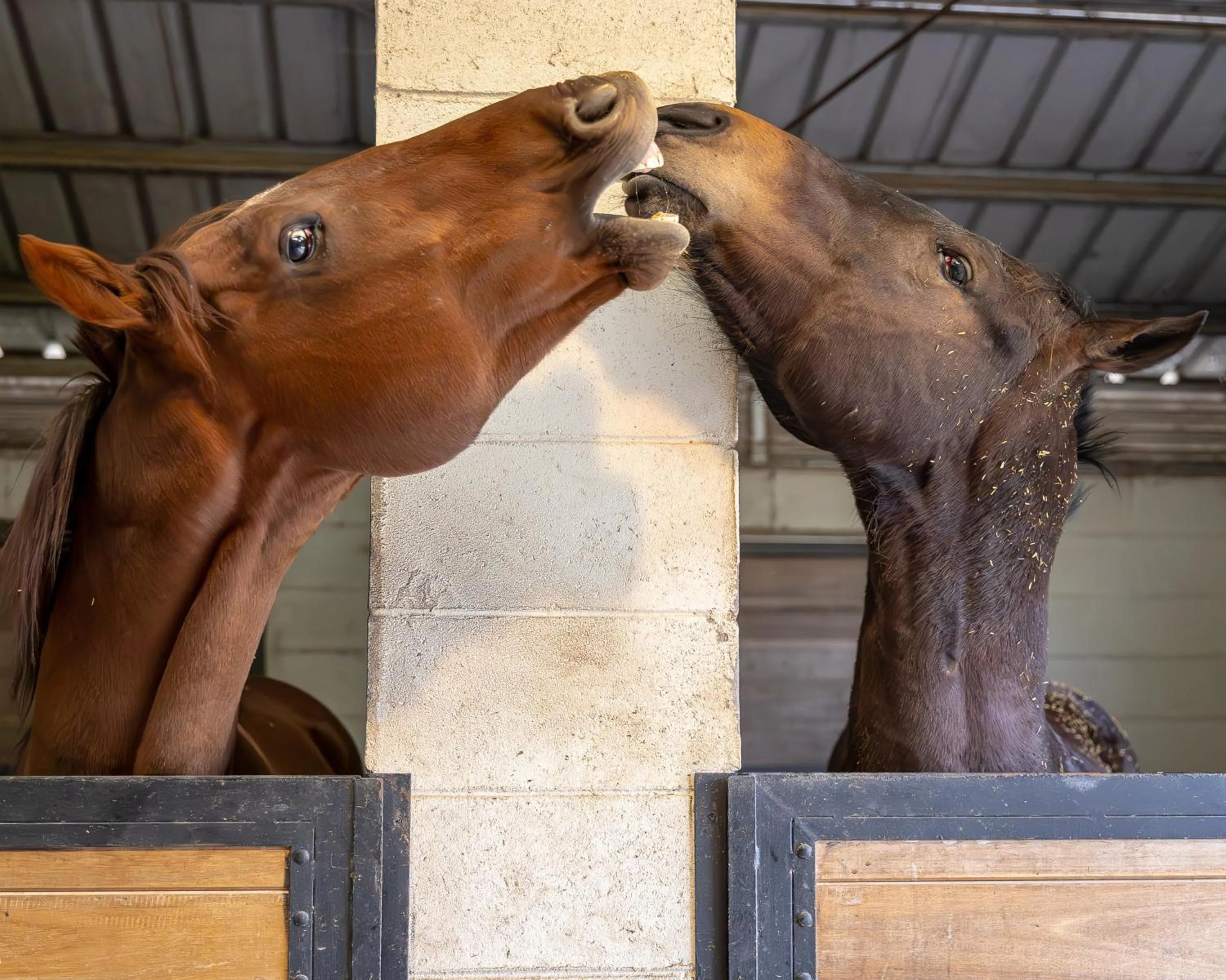 Animals in La Baguala
