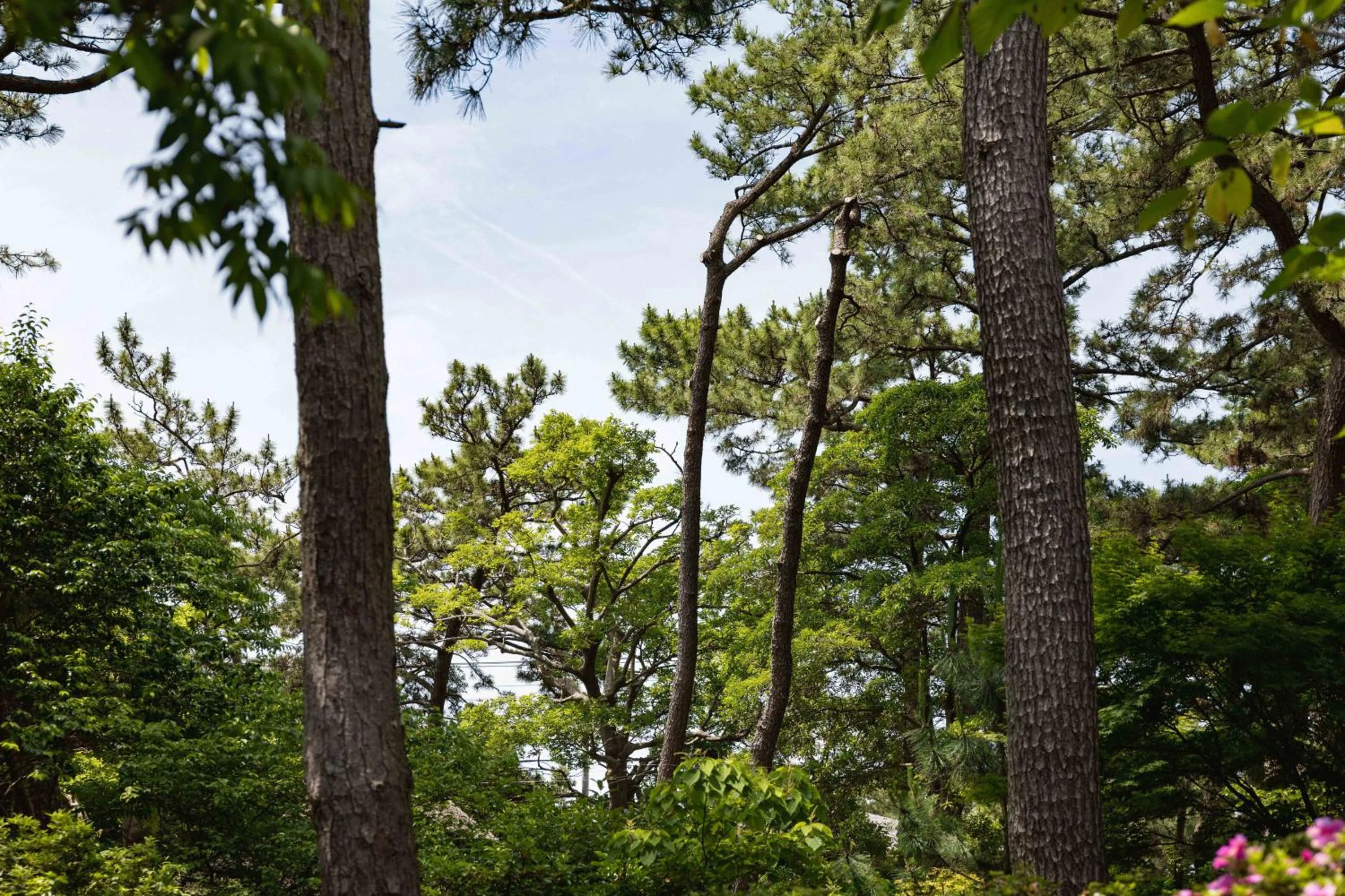 Garden in Numazu Club