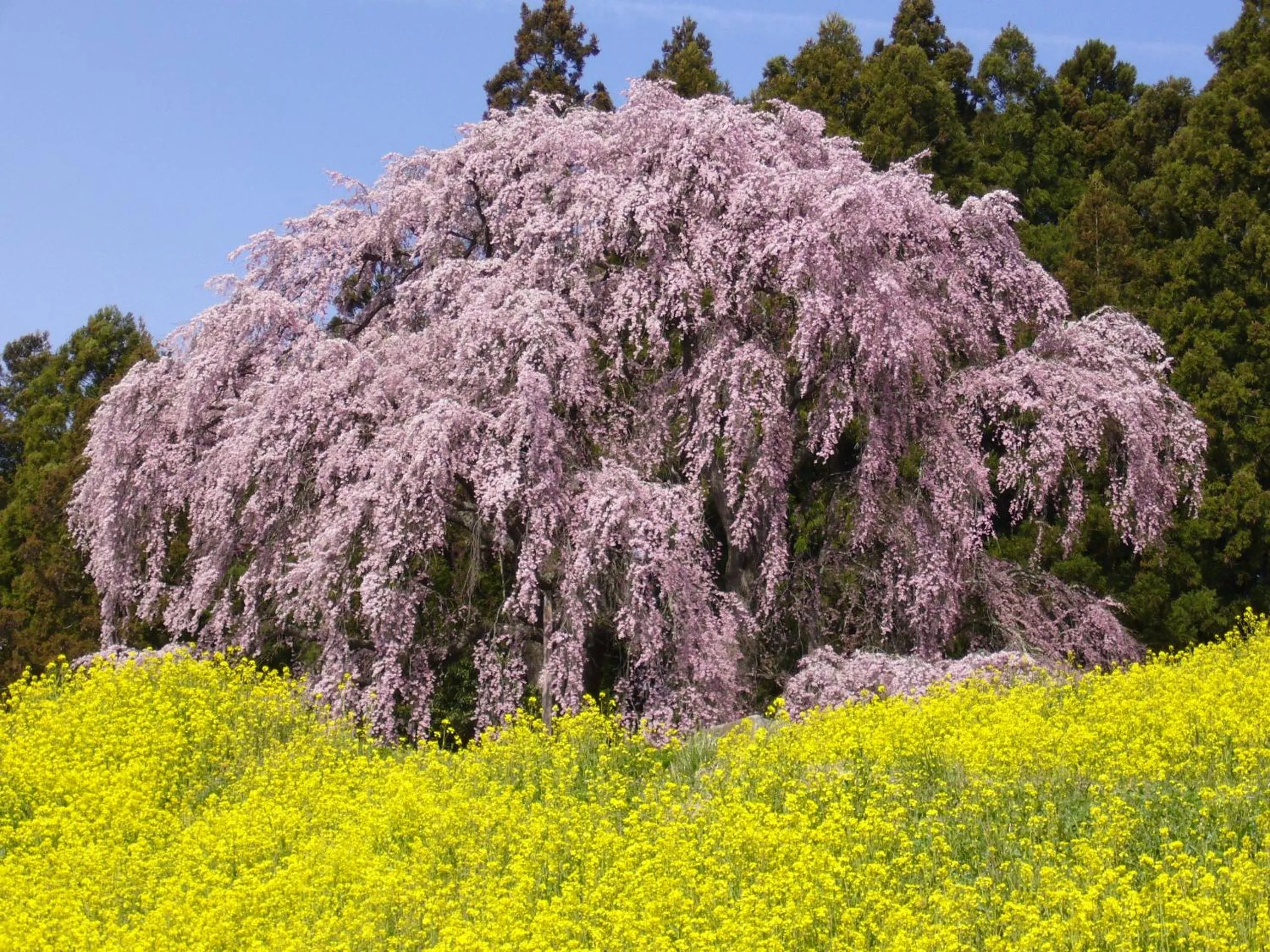 Nearby landmark in Azumakan
