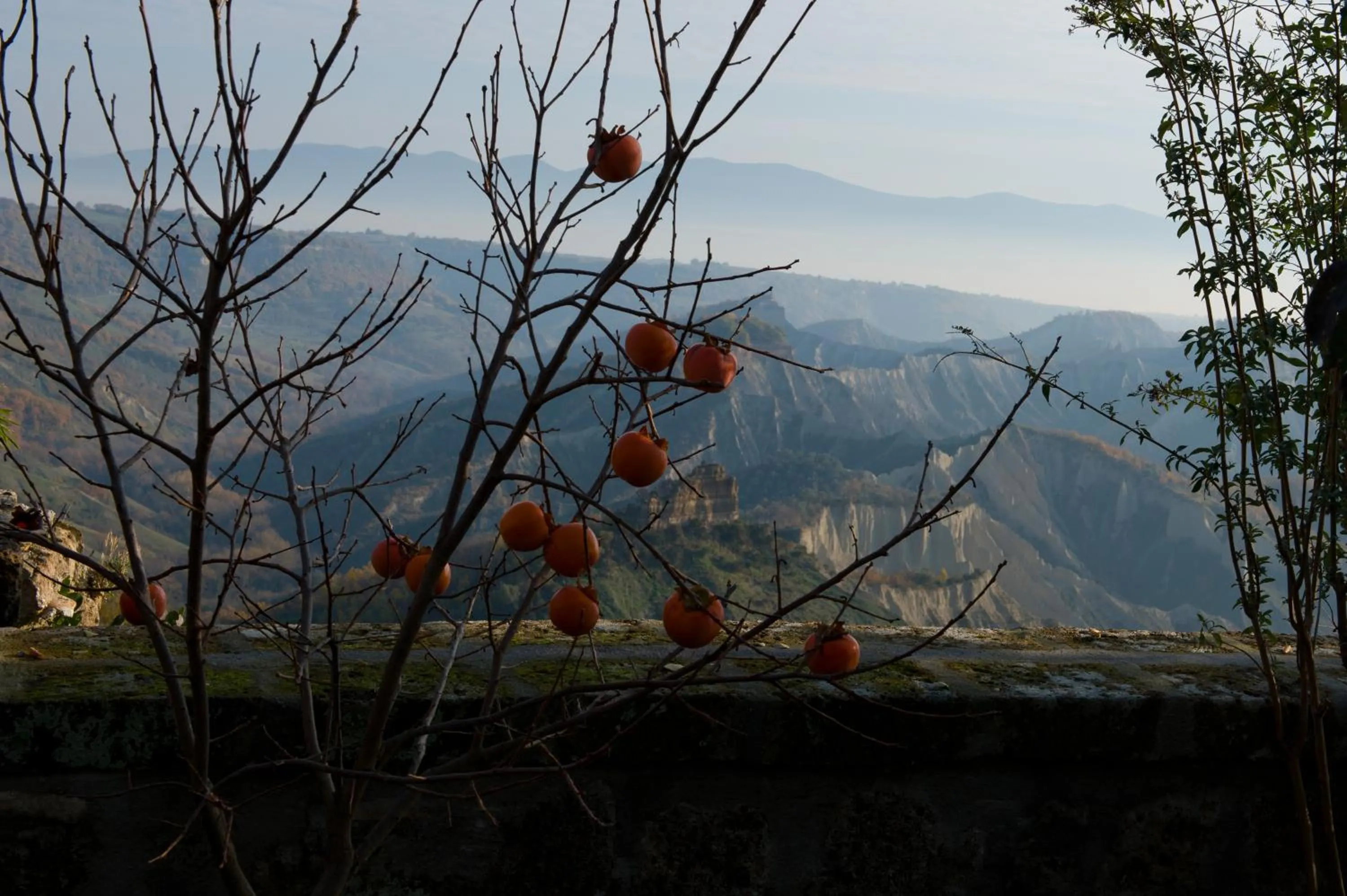 Garden view in Palazzo Contino