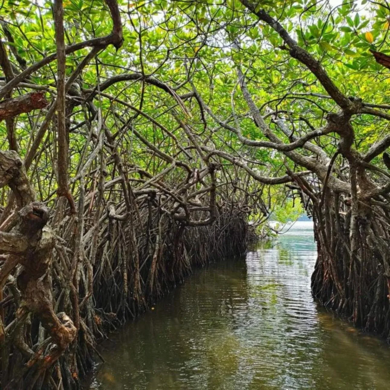 Activities in The Vitamin Sea