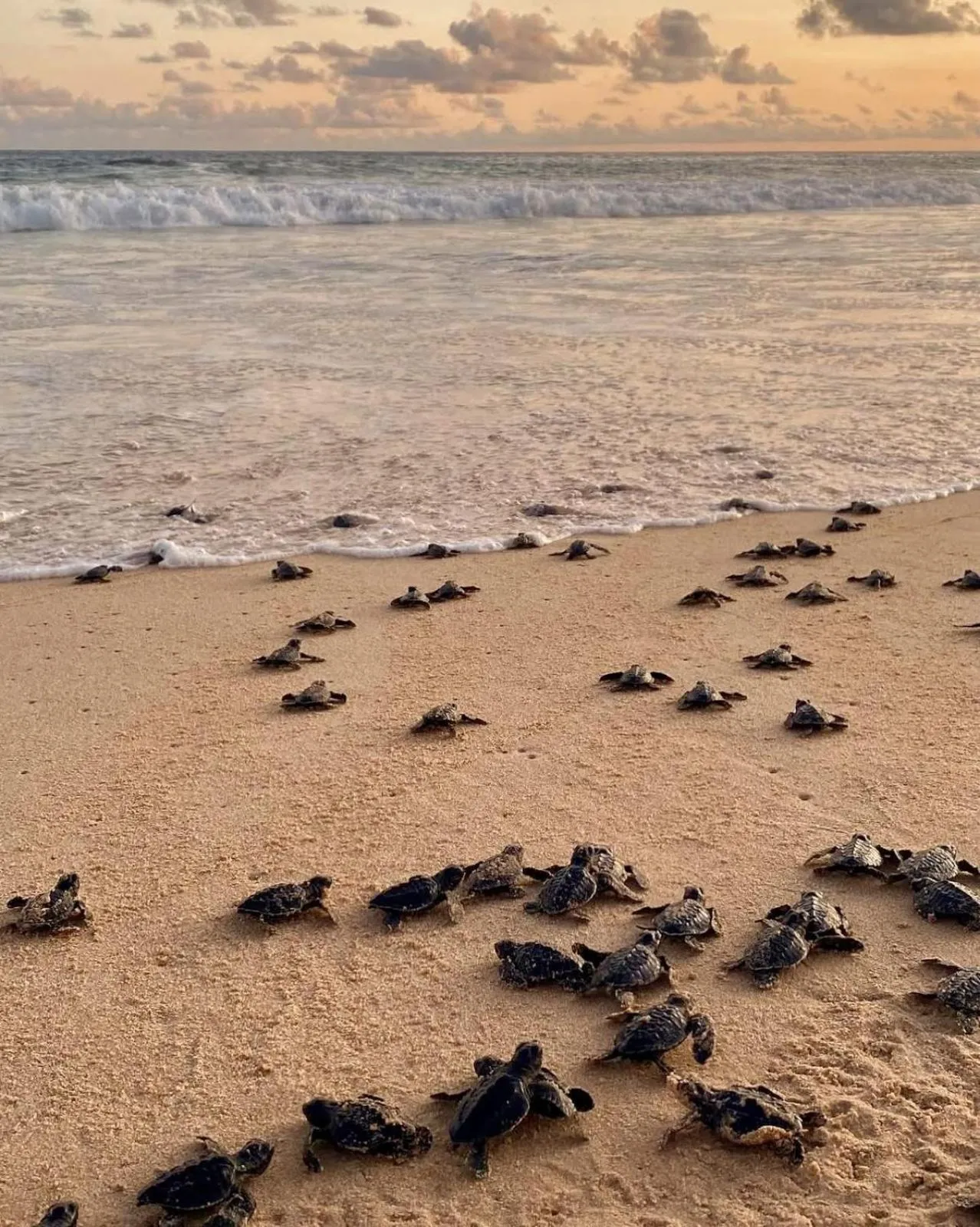Beach in The Vitamin Sea