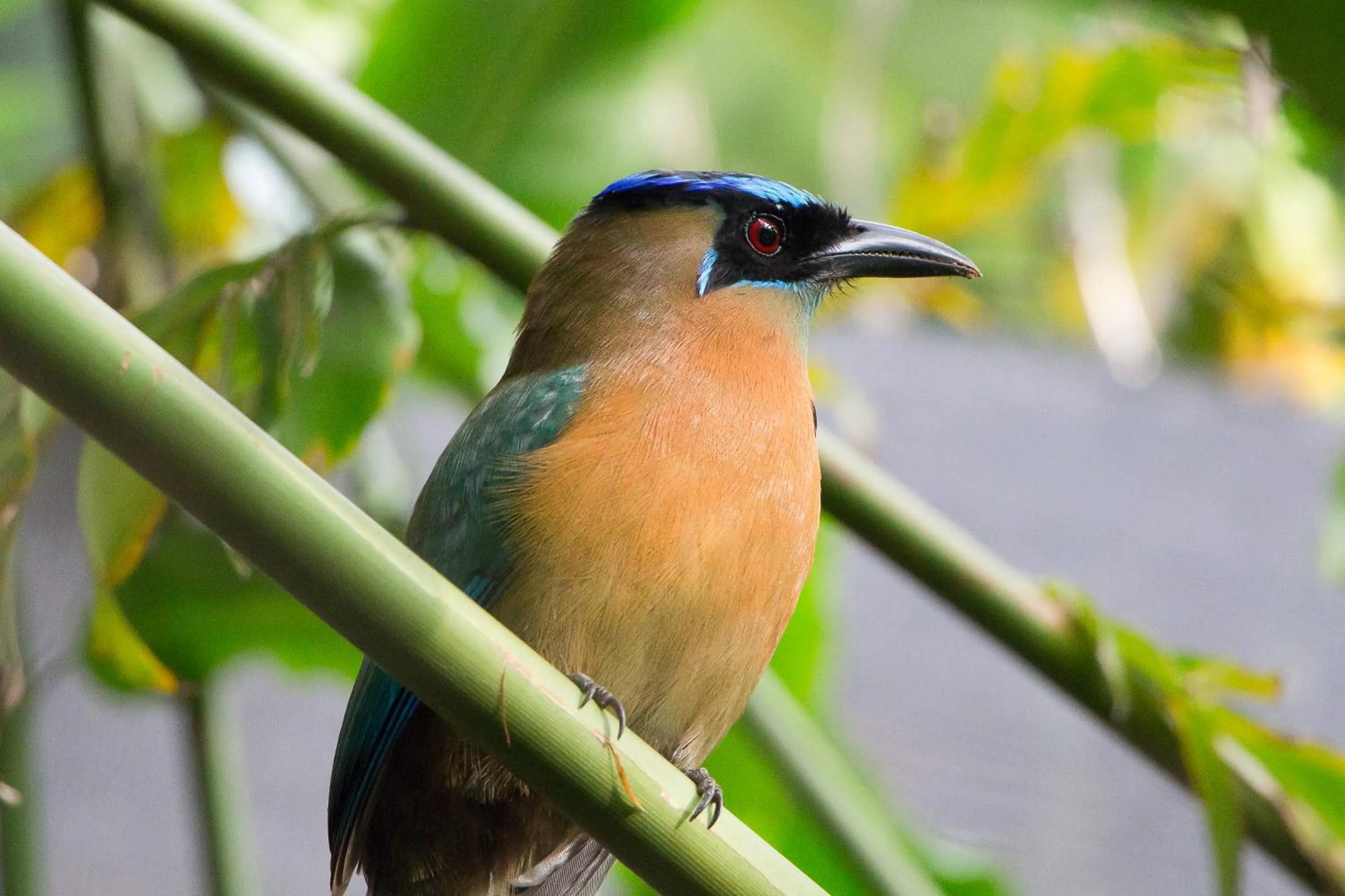 Garden in Hotel Villas Nicolas - Adults Only