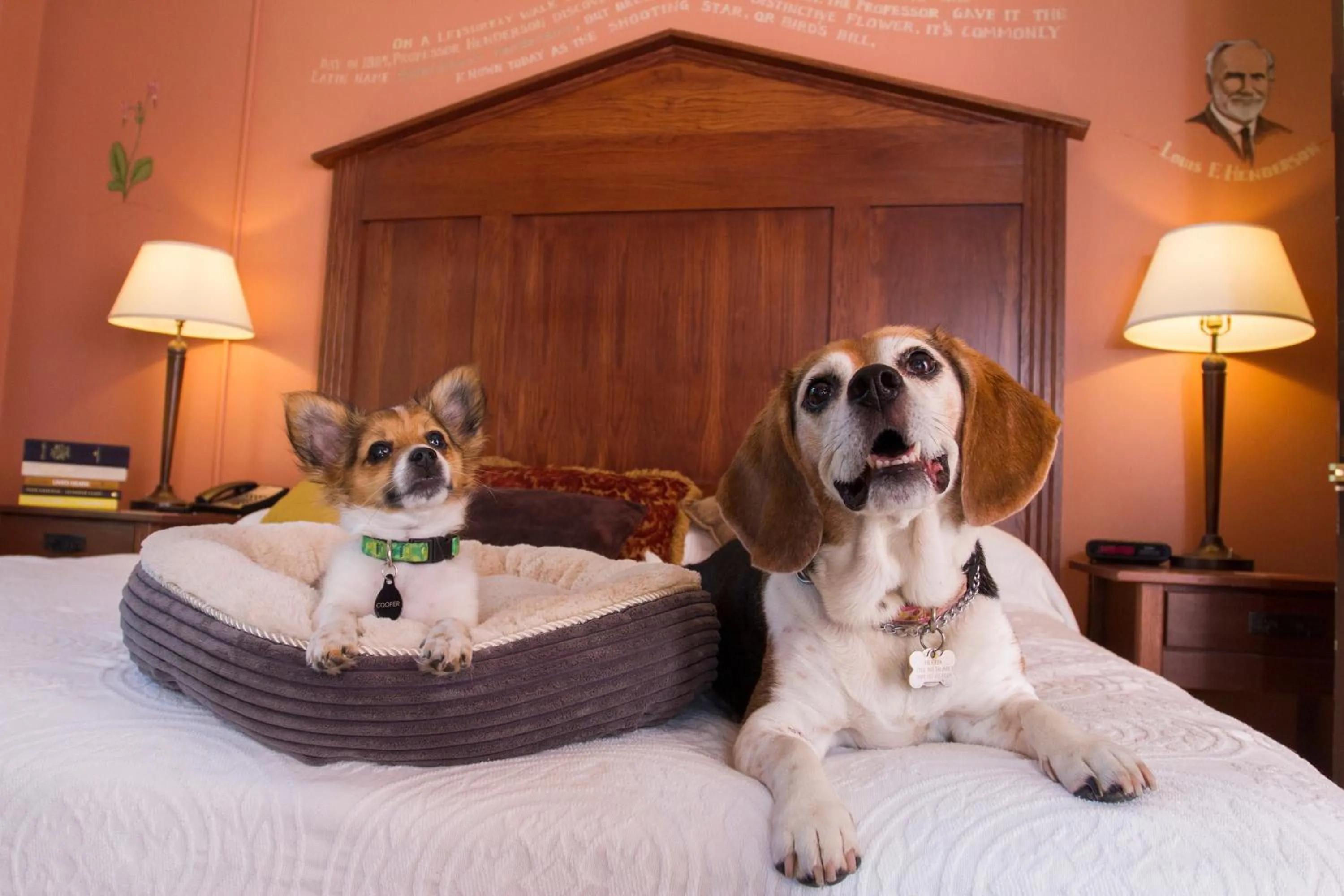 Pets in McMenamins Grand Lodge