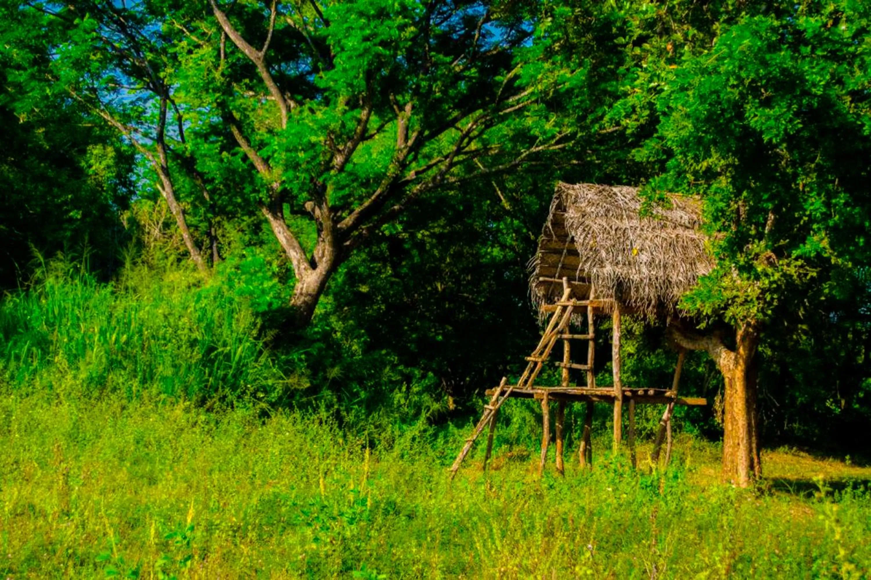 Spring in Banana Rest Sigiriya