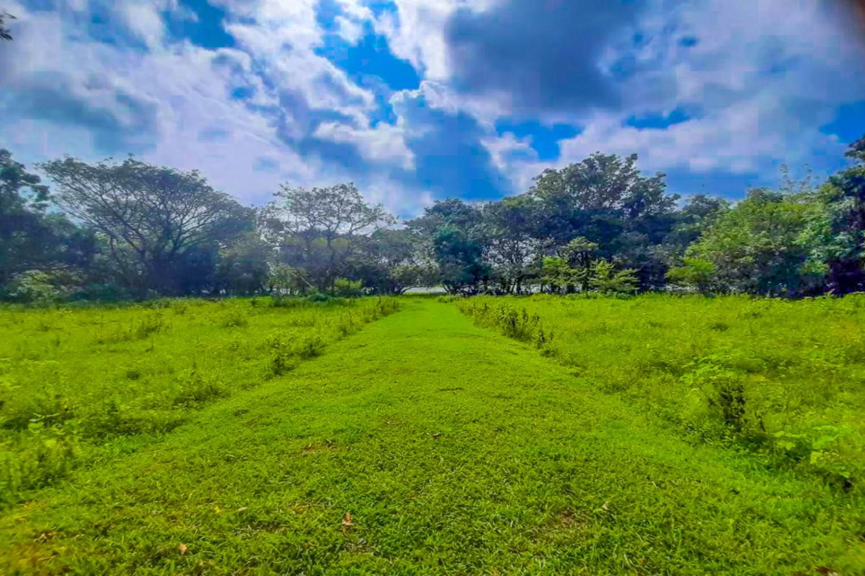 Spring in Banana Rest Sigiriya
