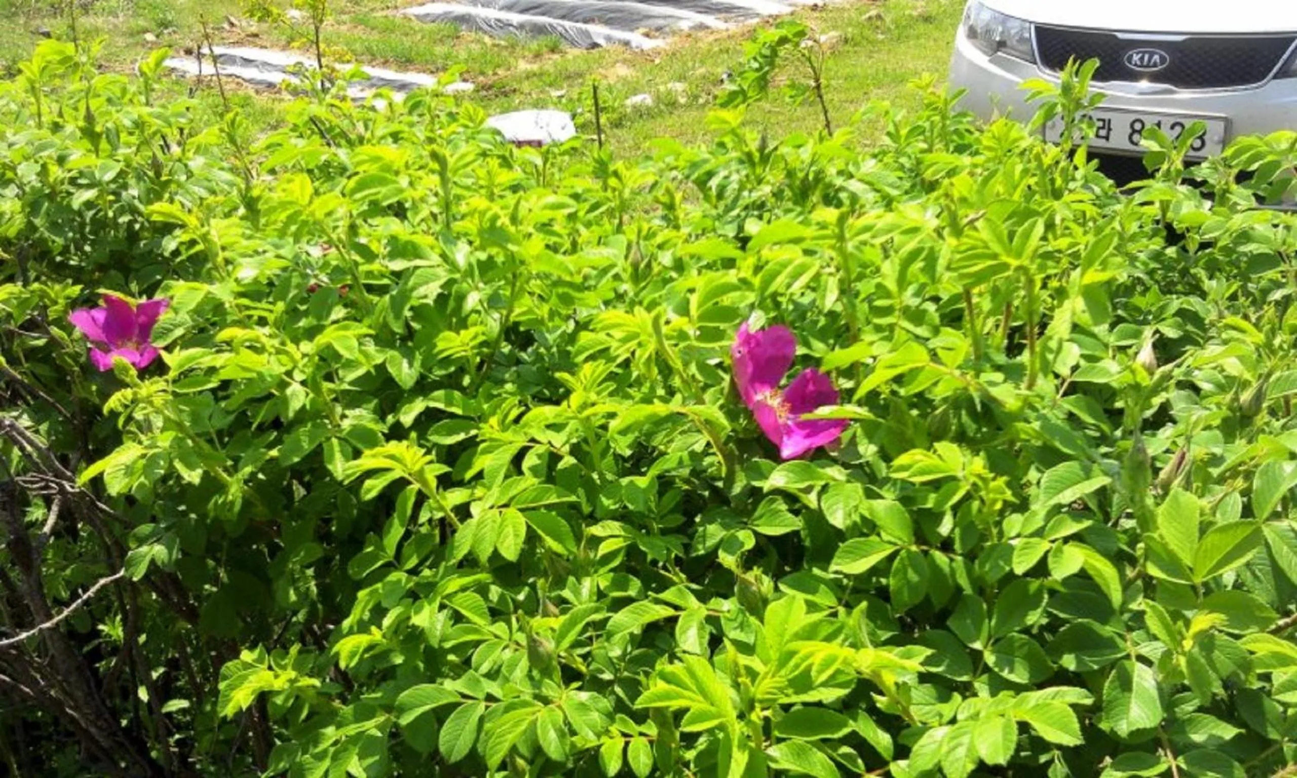 Garden view in Yejeon Pension