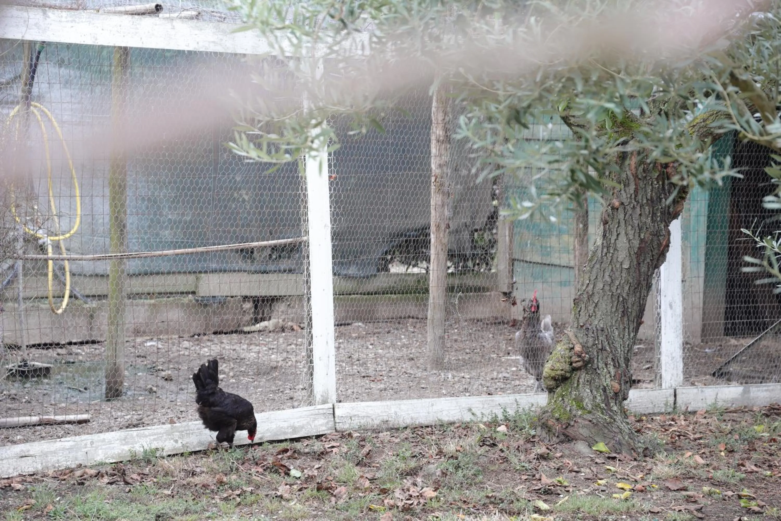 Pets in B&B Le Colline Country House